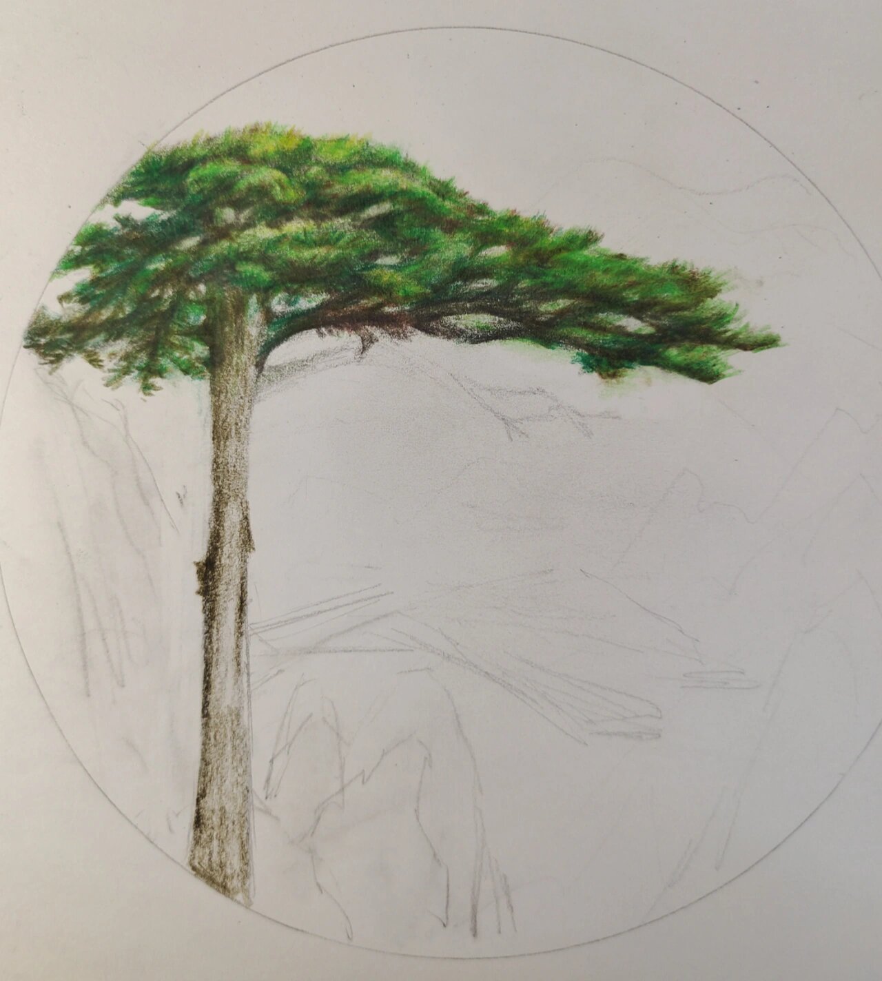 彩铅松树,仙鹤,松鹤延年