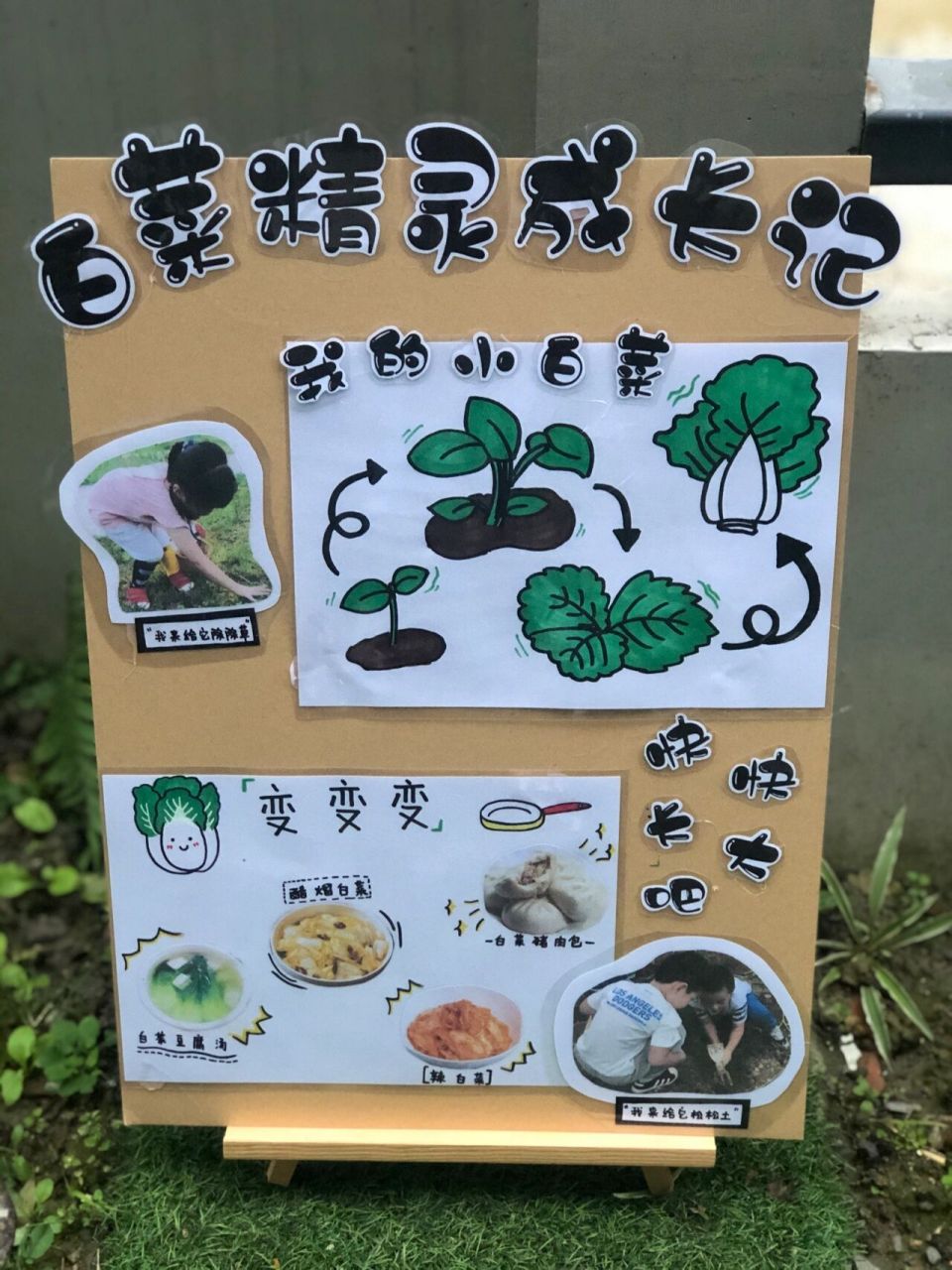 白菜精灵成长记02「植物角标示牌」 幼儿园每个班都有一块一级的