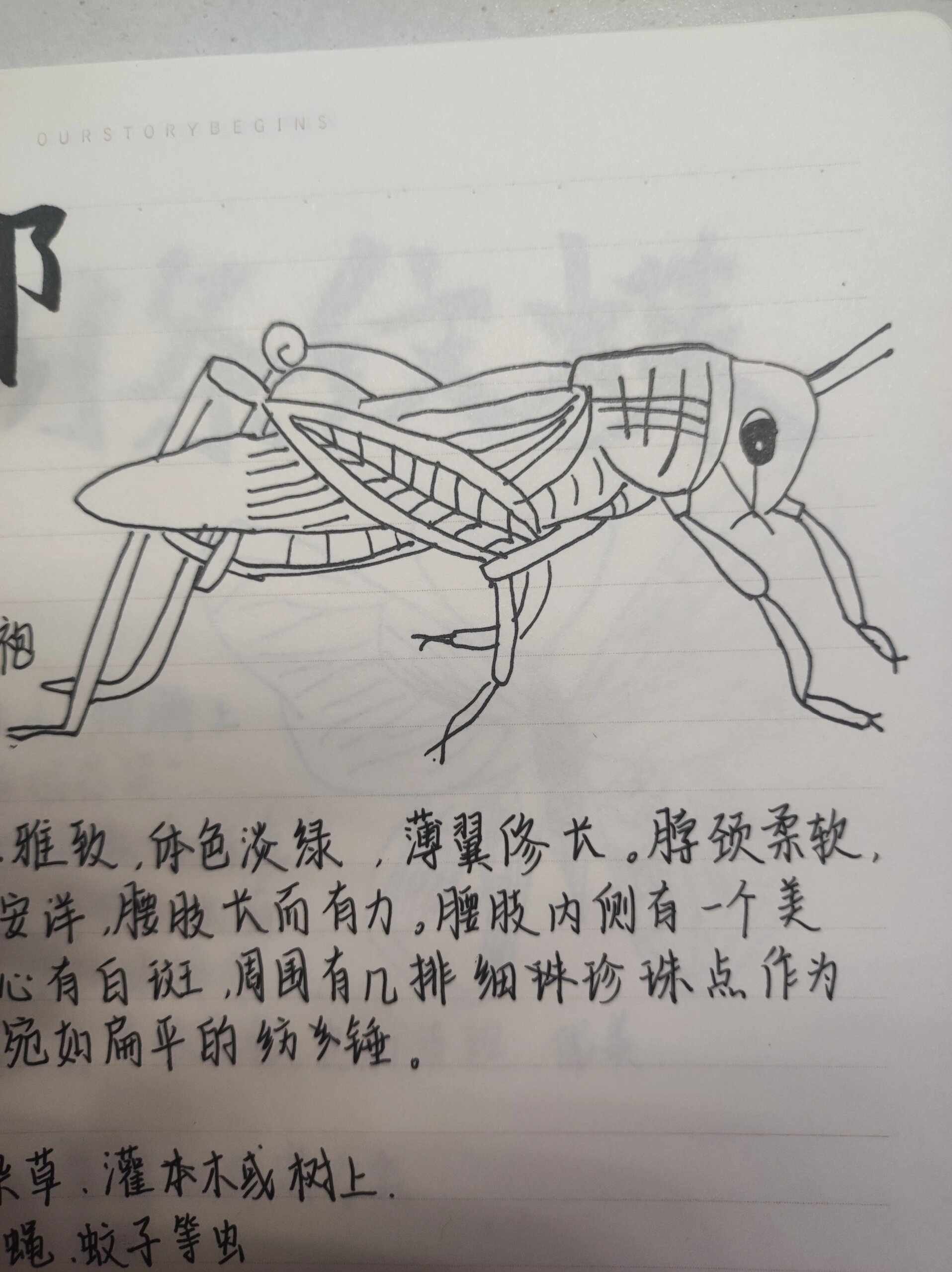 《昆虫记》昆虫档案 螳螂 小阔条纹碟