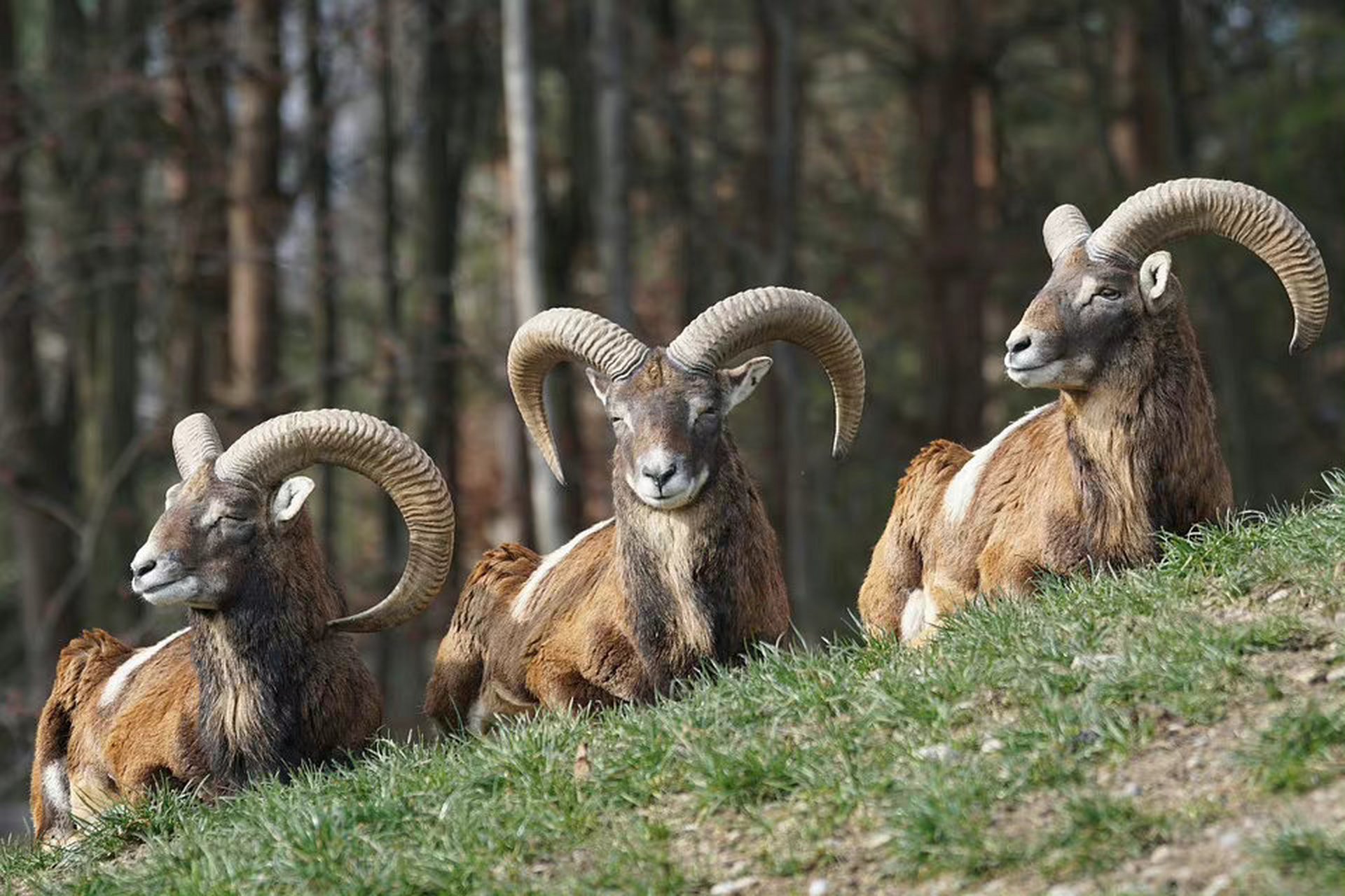 三羊開泰.#動物趣圖