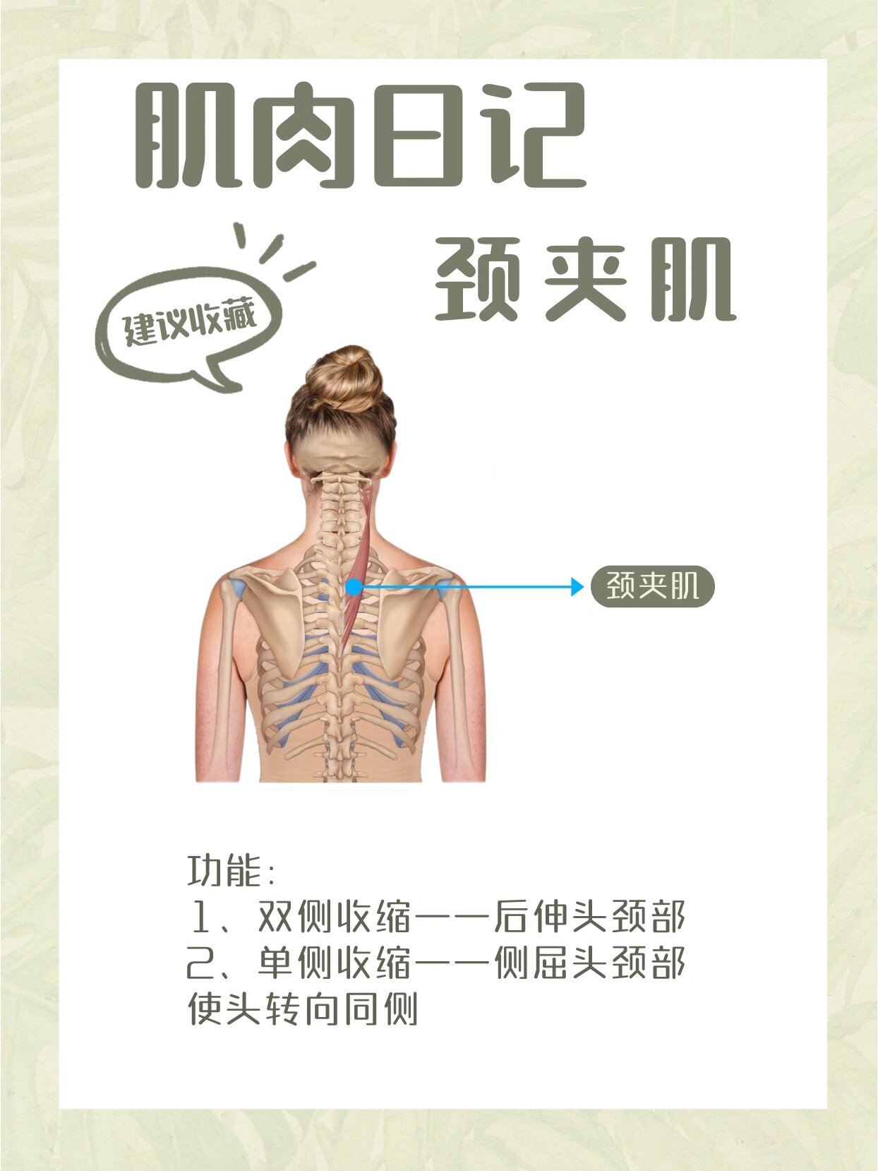 肌肉日记之颈夹肌 颈夹肌 起止点 起点:第3-6胸椎的棘突 止点:第2-3