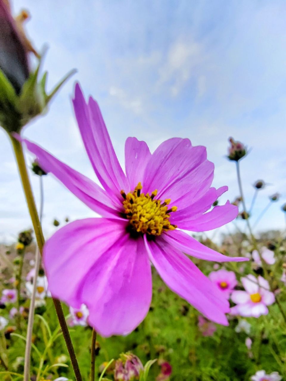 随已冬至,阳光见暖,石家庄岔河两岸的美景 一场冬雨过后,阳光照射的