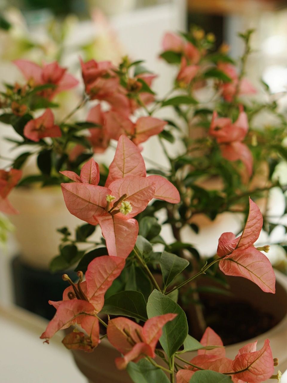 三角梅卡亚塔 买来第一次开花,复古色,个人觉得好养 渣图随便拍拍