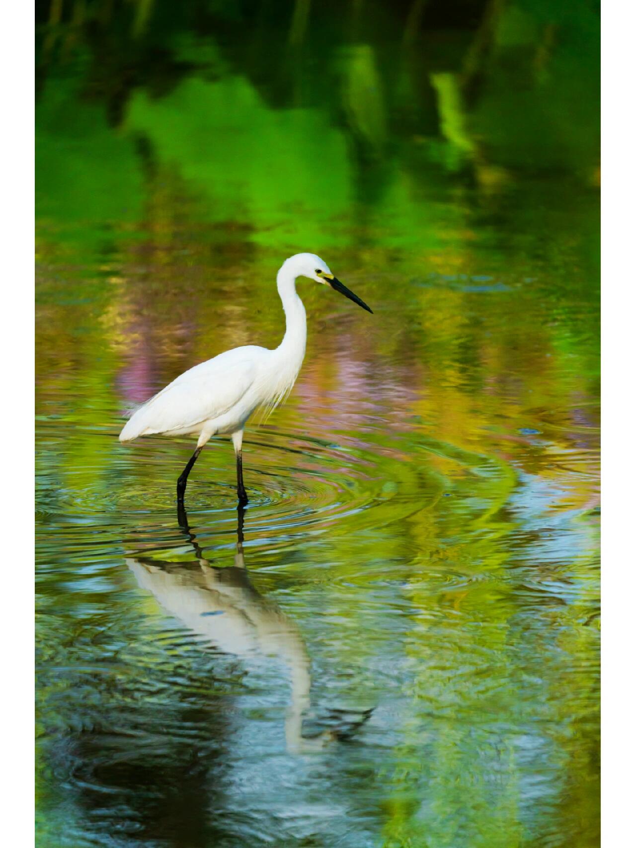 湿地遇到的白色精灵(白鹭鸶) 拍摄的各种形态的白鹭鸶