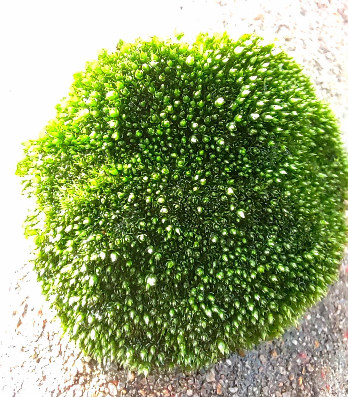 情人节,绿宝石,靓瞎眼!