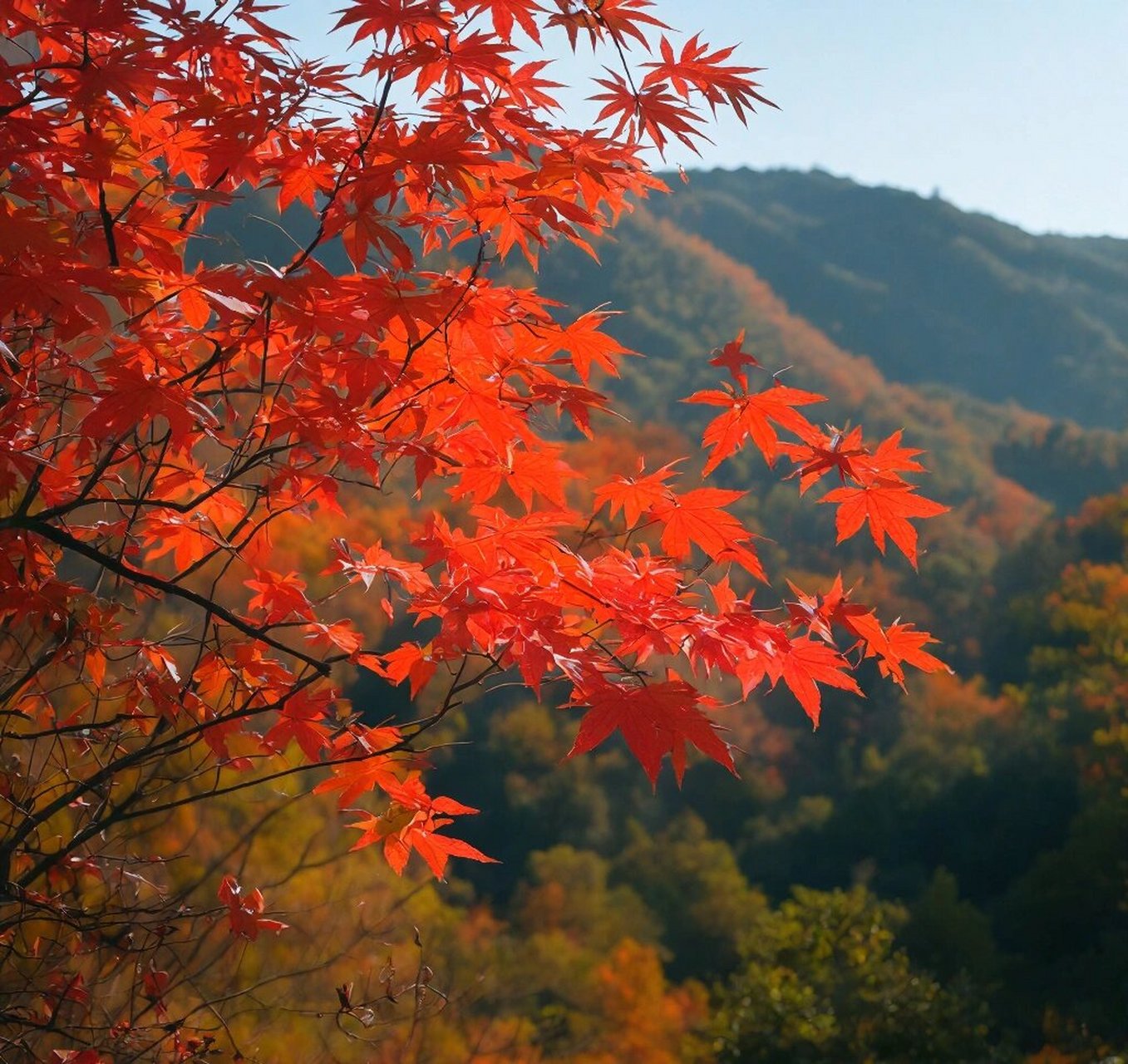 满山遍野红色枫叶93   满山遍野红色枫叶93
