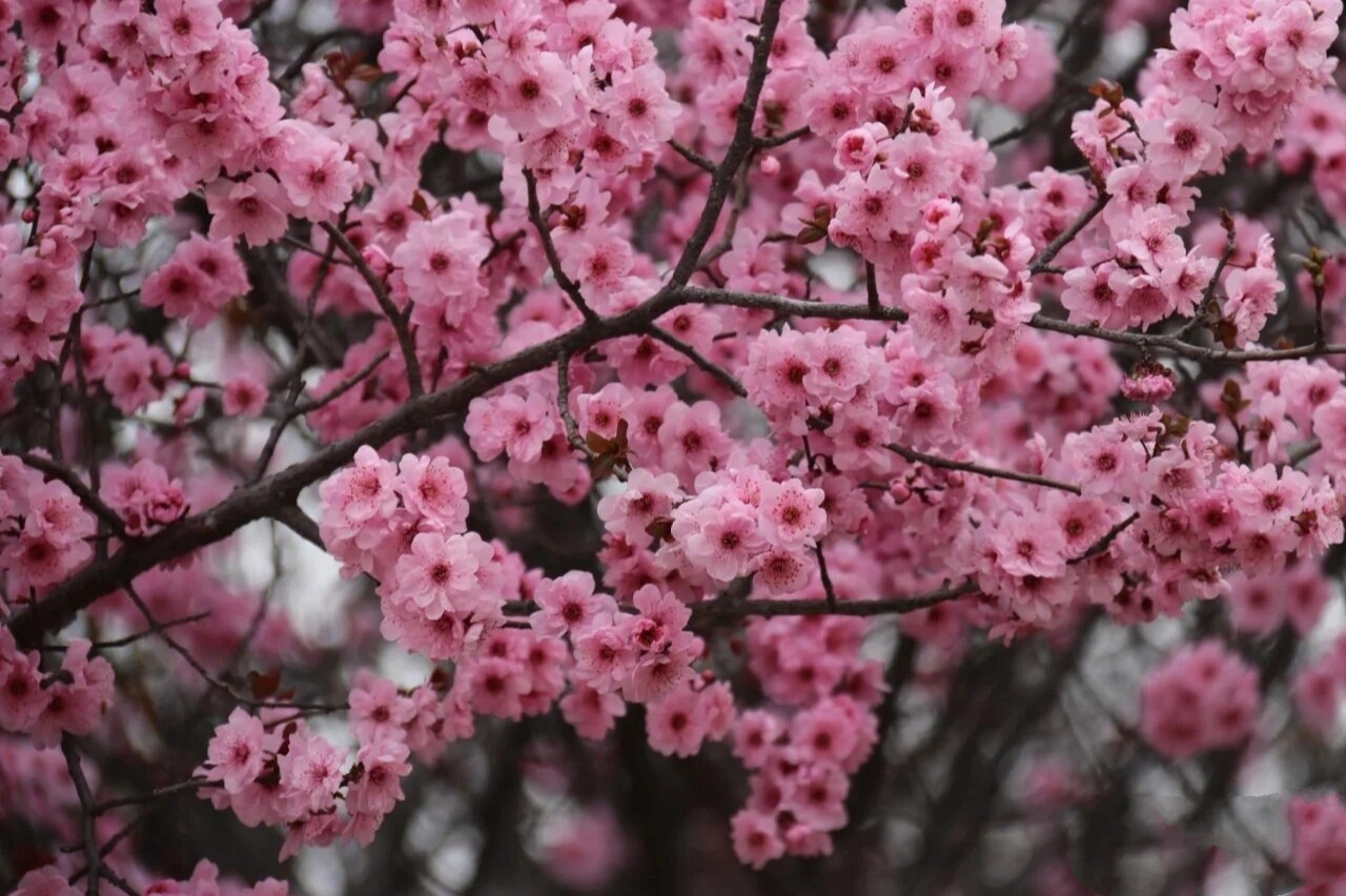 梅花 梅花他的花型是雪花状,多数梅花每朵1有五瓣,花瓣的形状像卵一样