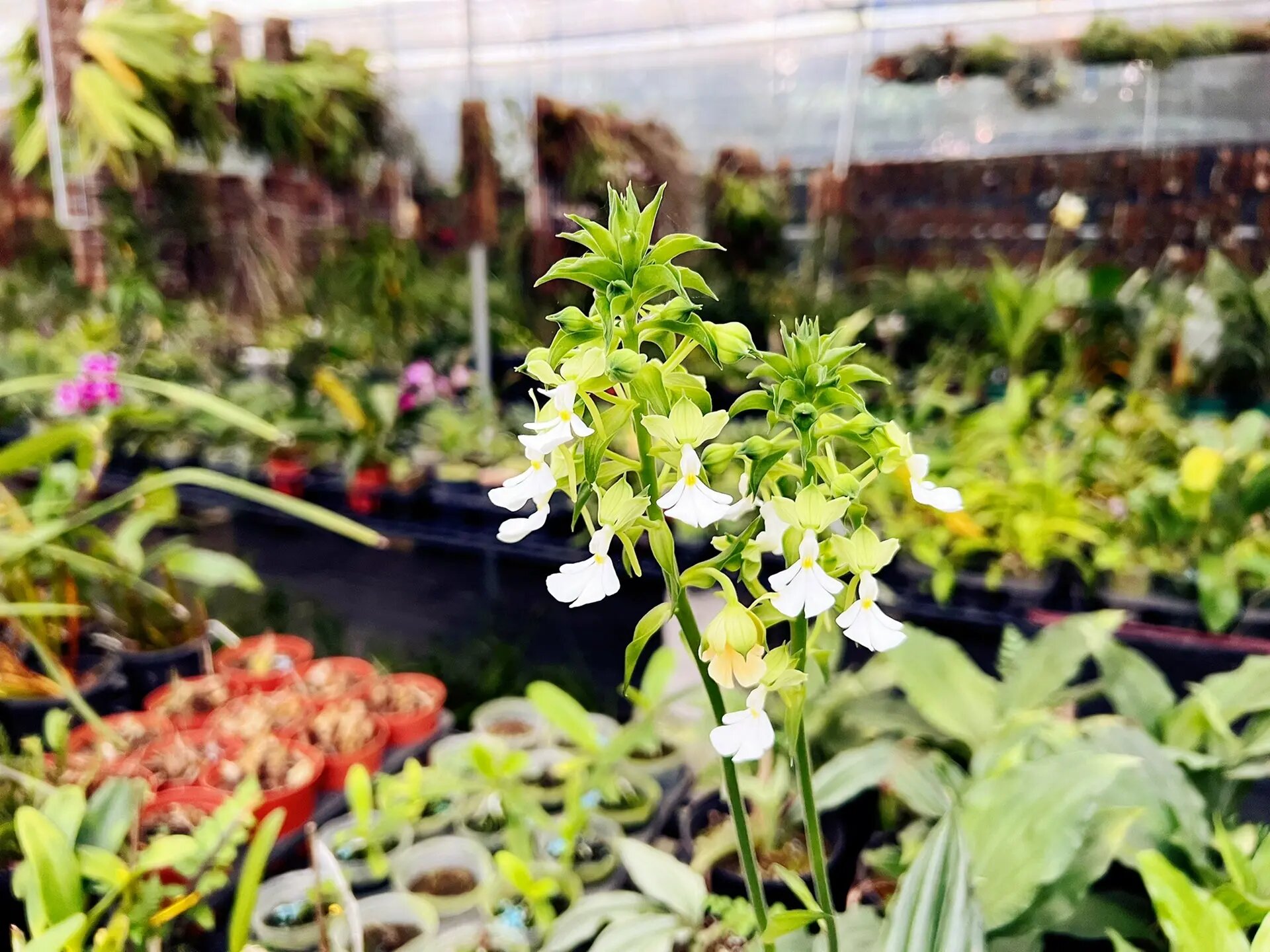 银带虾脊兰(根节兰