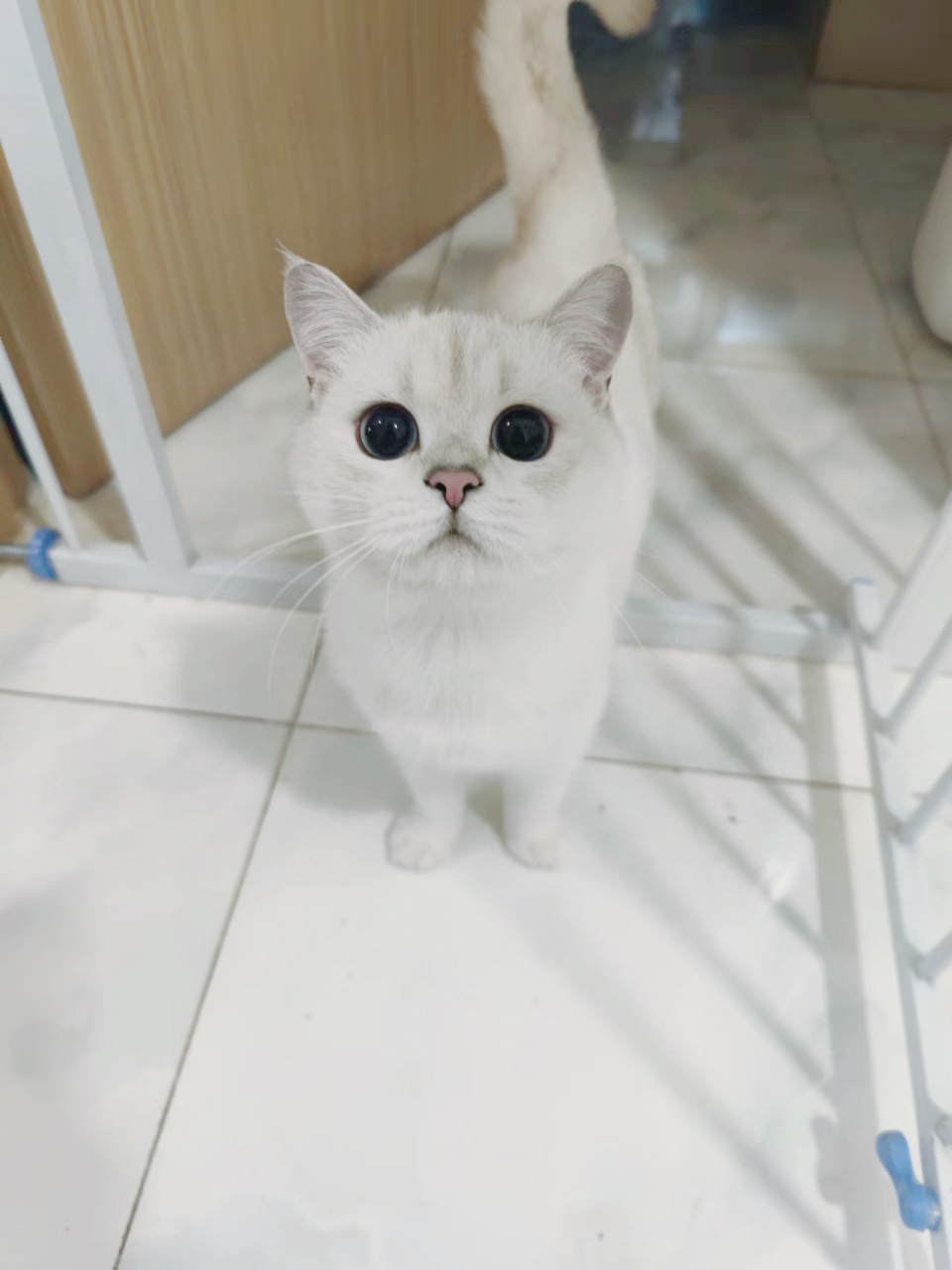 800一只的银点猫咪93 这个品相也太好了叭!