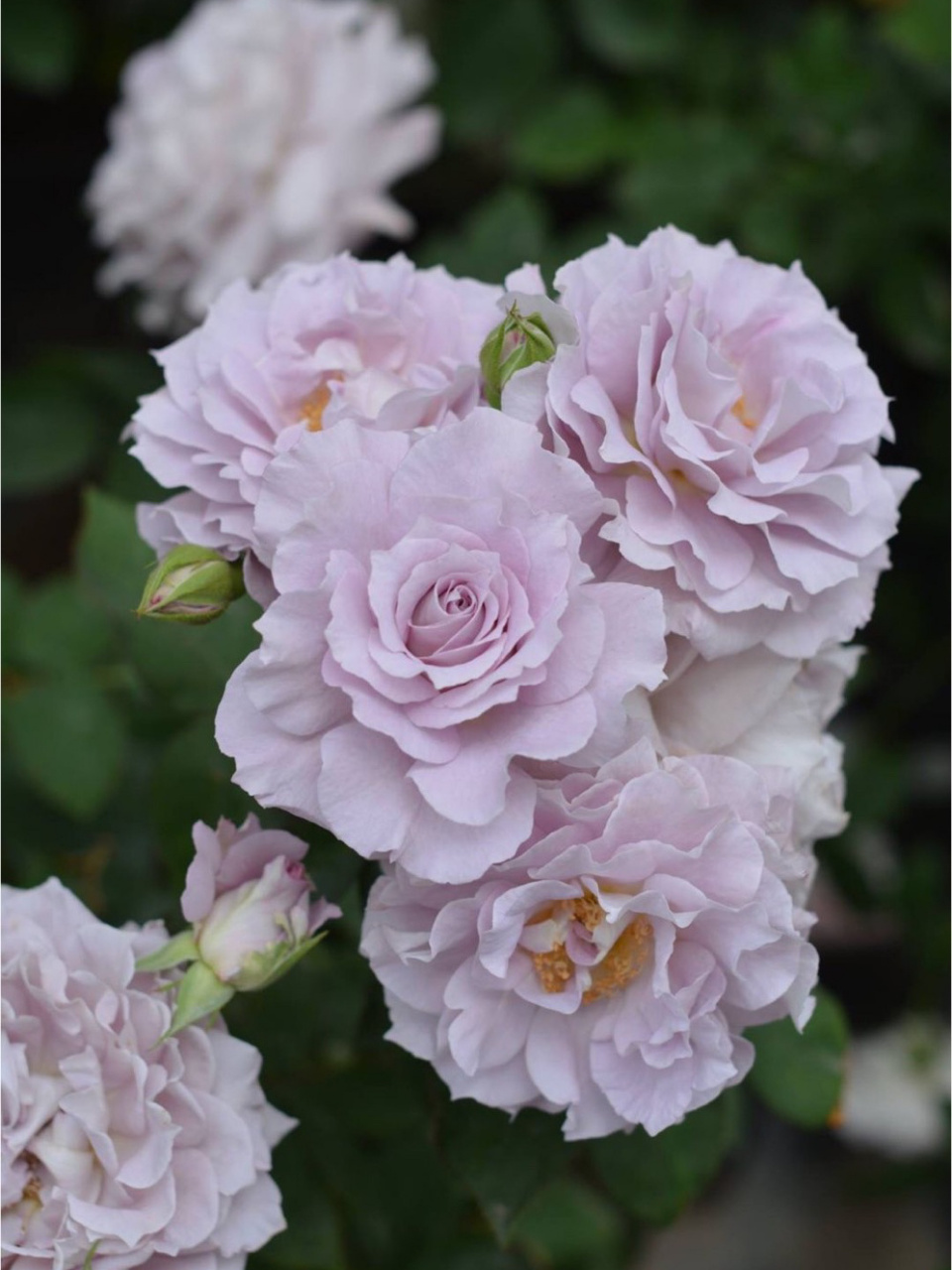 河本月季科普—河本风系列(终篇) 图一 蓝月石(非常火的一款河本,中