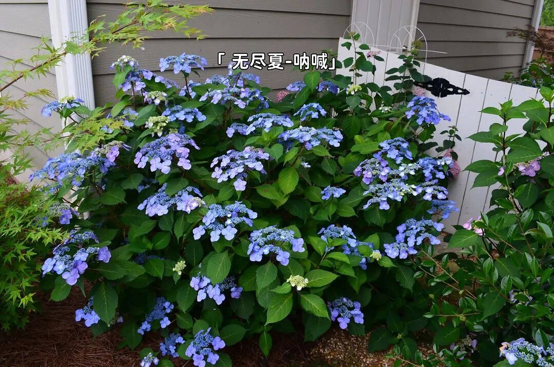 无尽夏家族|性感的蕾丝花边-无尽夏呐喊 98无尽夏系列的第3个品种