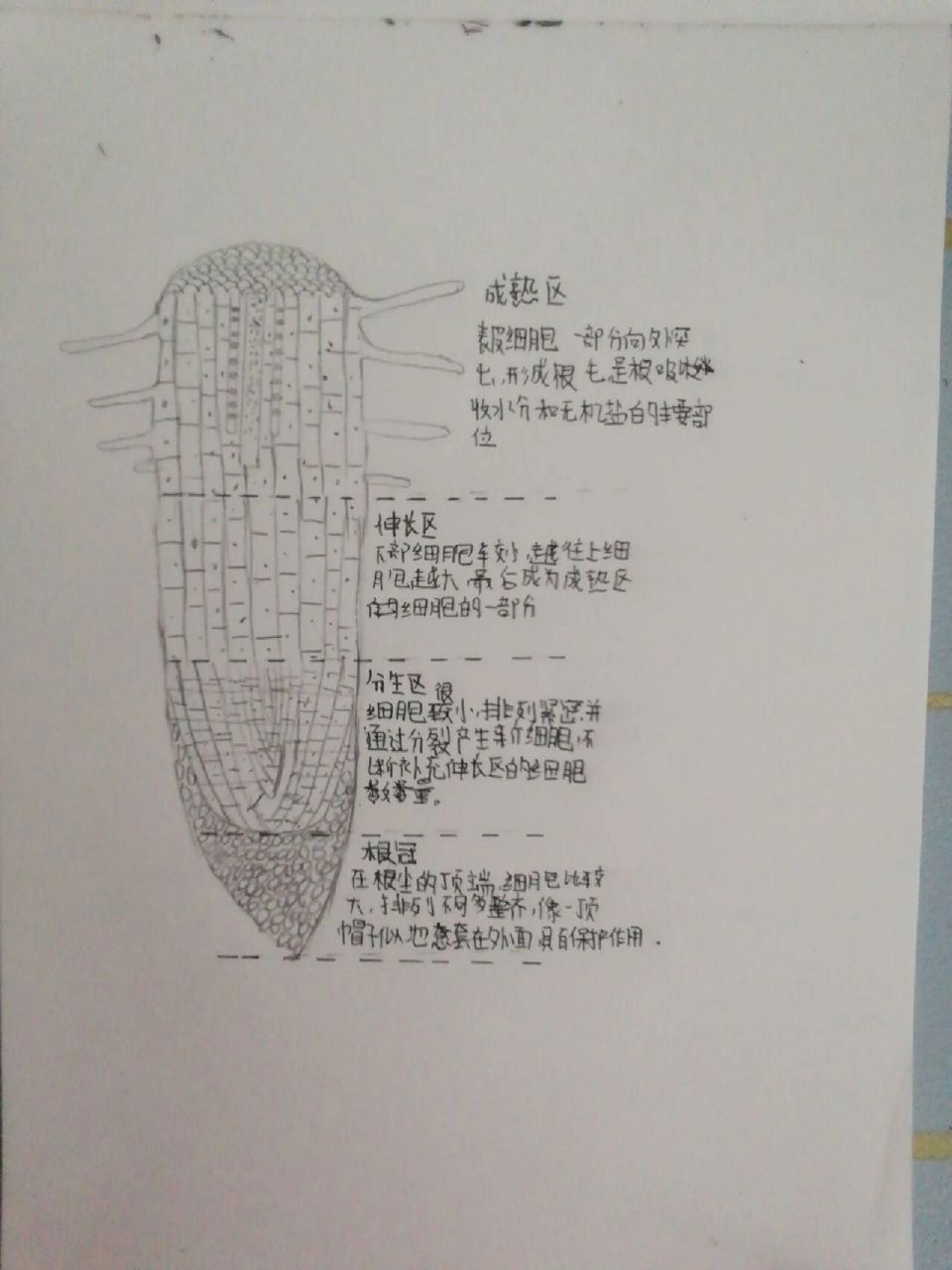 绘制——根尖示意图 优秀