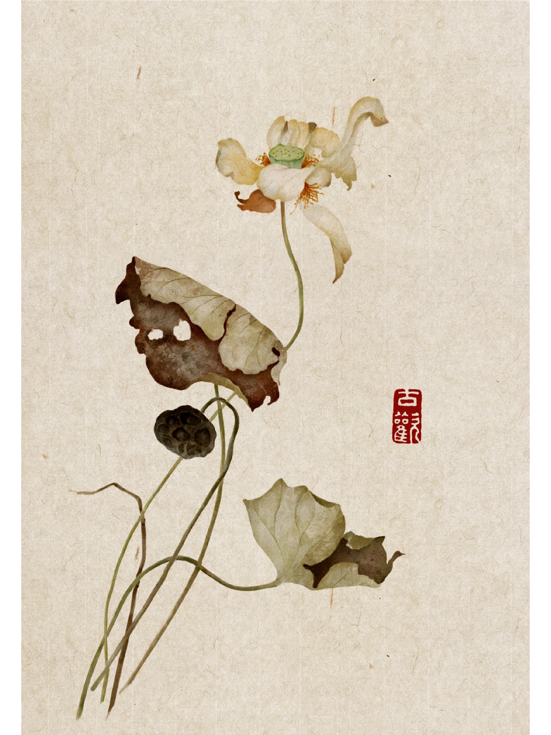 古风植物花卉练习 5/20 枯荷