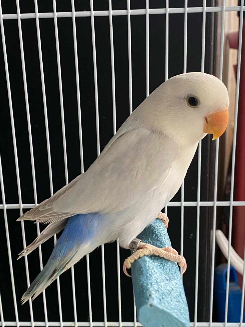 蓝面伊～ 新添的常驻人口:蓝面伊,配的蓝伊莎派～ 小伙伴们可以开始