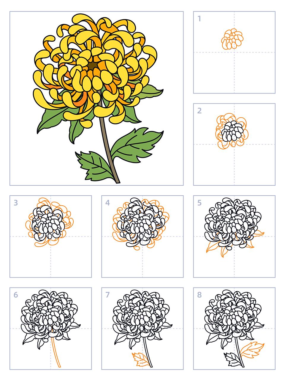 简笔画105期|菊花