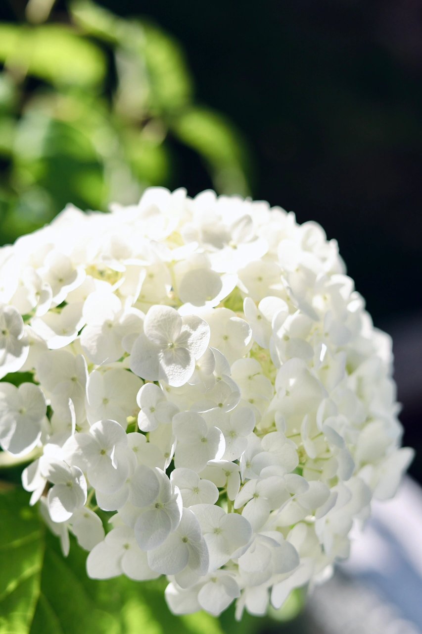 不愧是我最爱的绣球!关键是皮实耐晒耐寒!