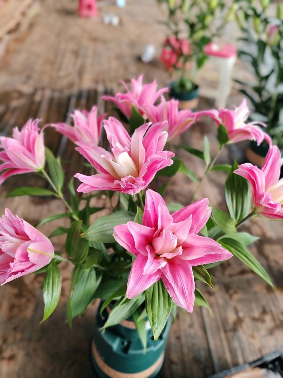 百合花——粉百合9393 粉色百合花,它的花语就是纯洁,可爱,粉色