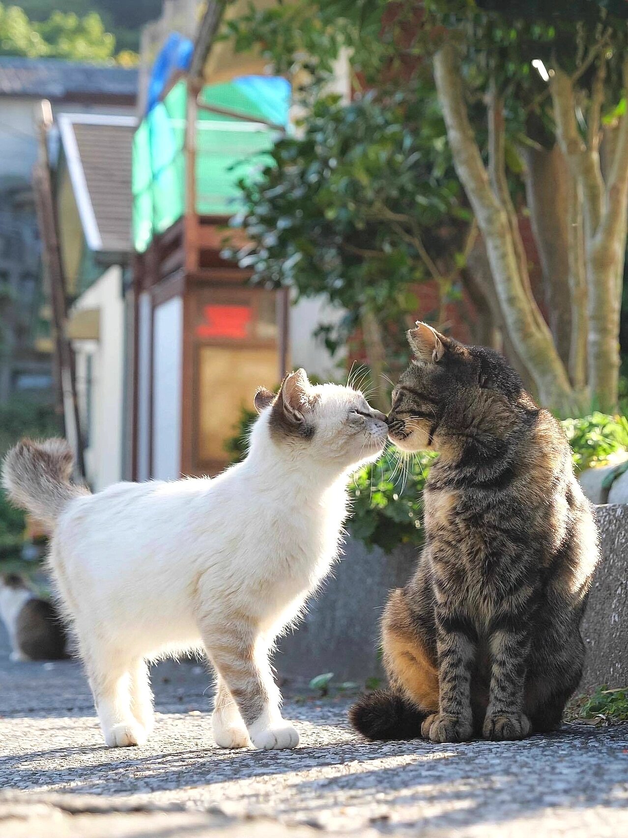 猫咪的亲亲太温暖啦