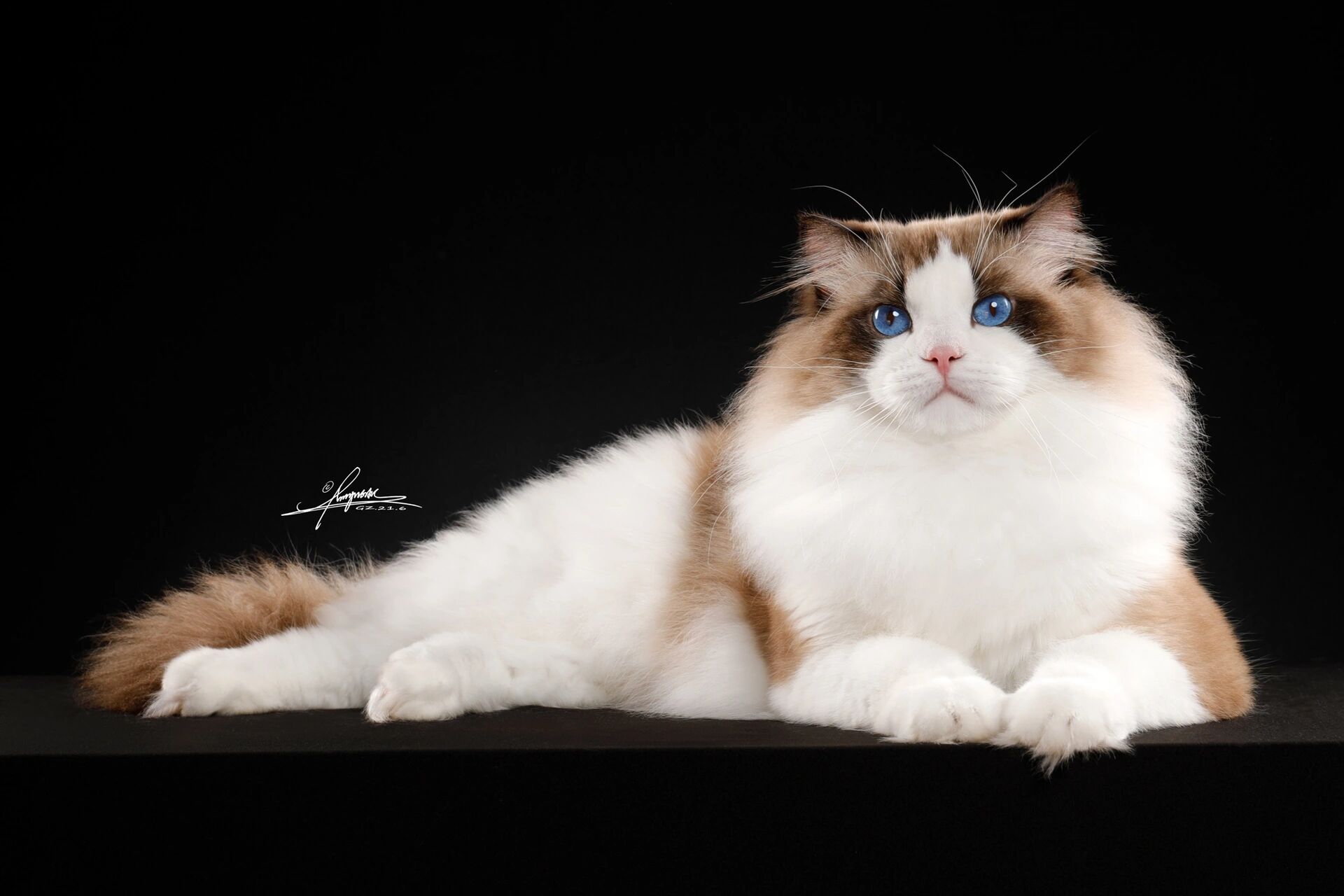传统系布偶猫 传统系布偶猫这个叫法不晓得是怎么流传出来的,我只知道