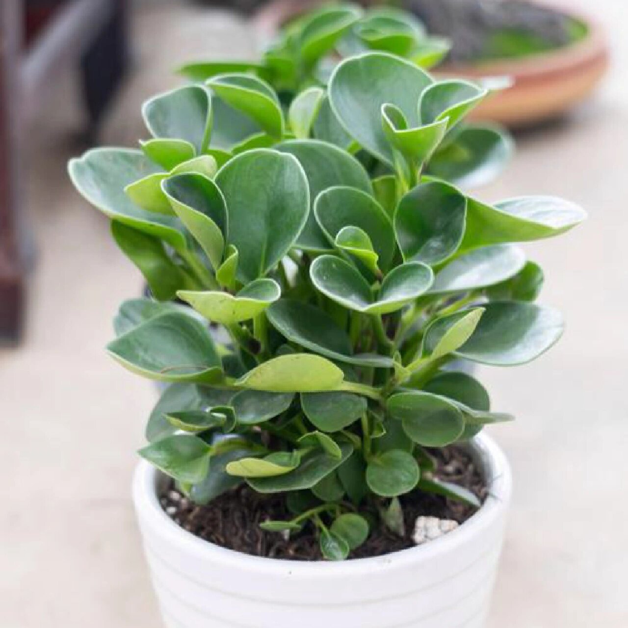 每天认识一种绿植:"电脑宝贝"豆瓣绿 91名称:豆瓣