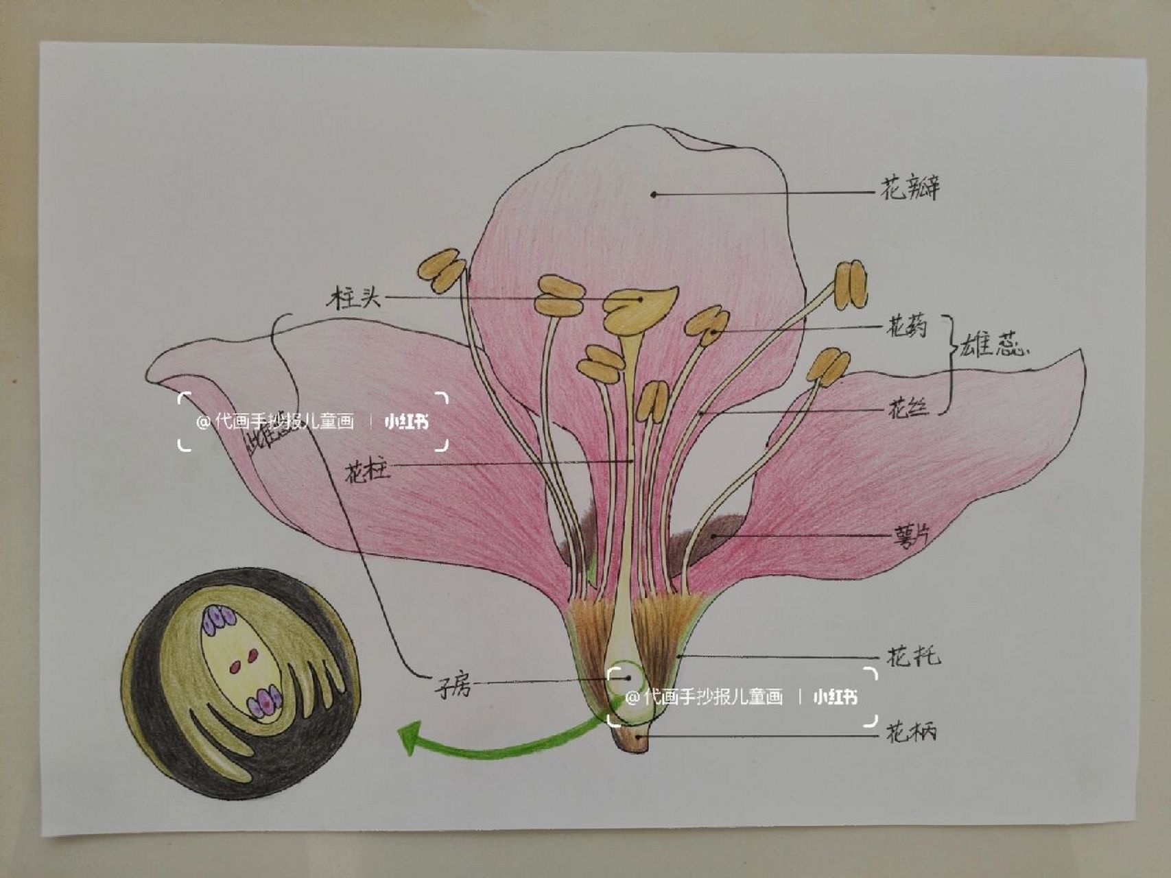 桃花结构示意图图片