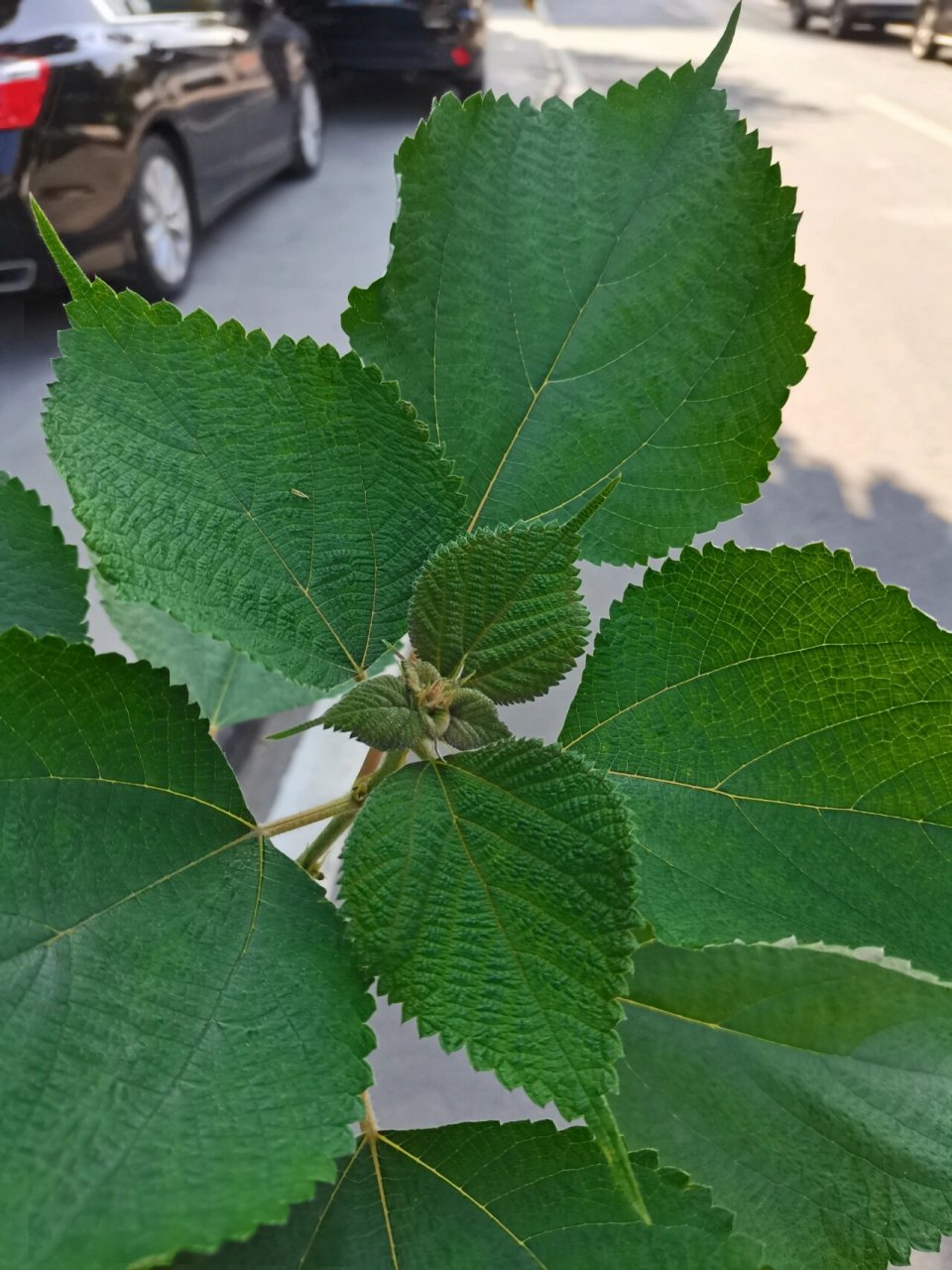 又去给小八摘了白麻叶.准备晒干一部分