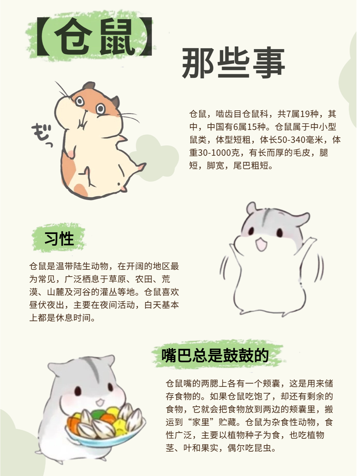 【动物科普】新晋"萌宠"——仓鼠91