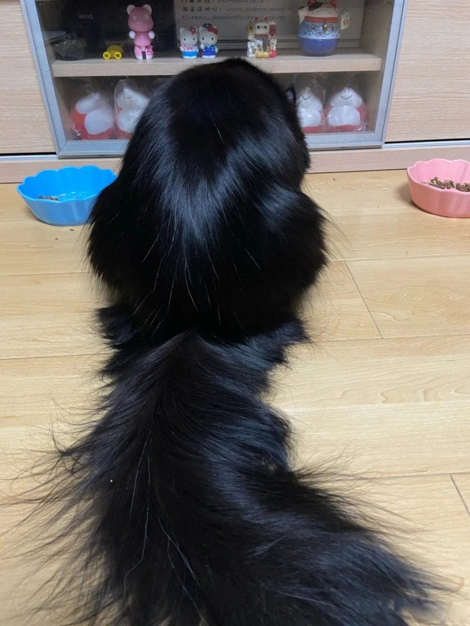 猫咪的毛发有多令人羡慕  油光锃亮的