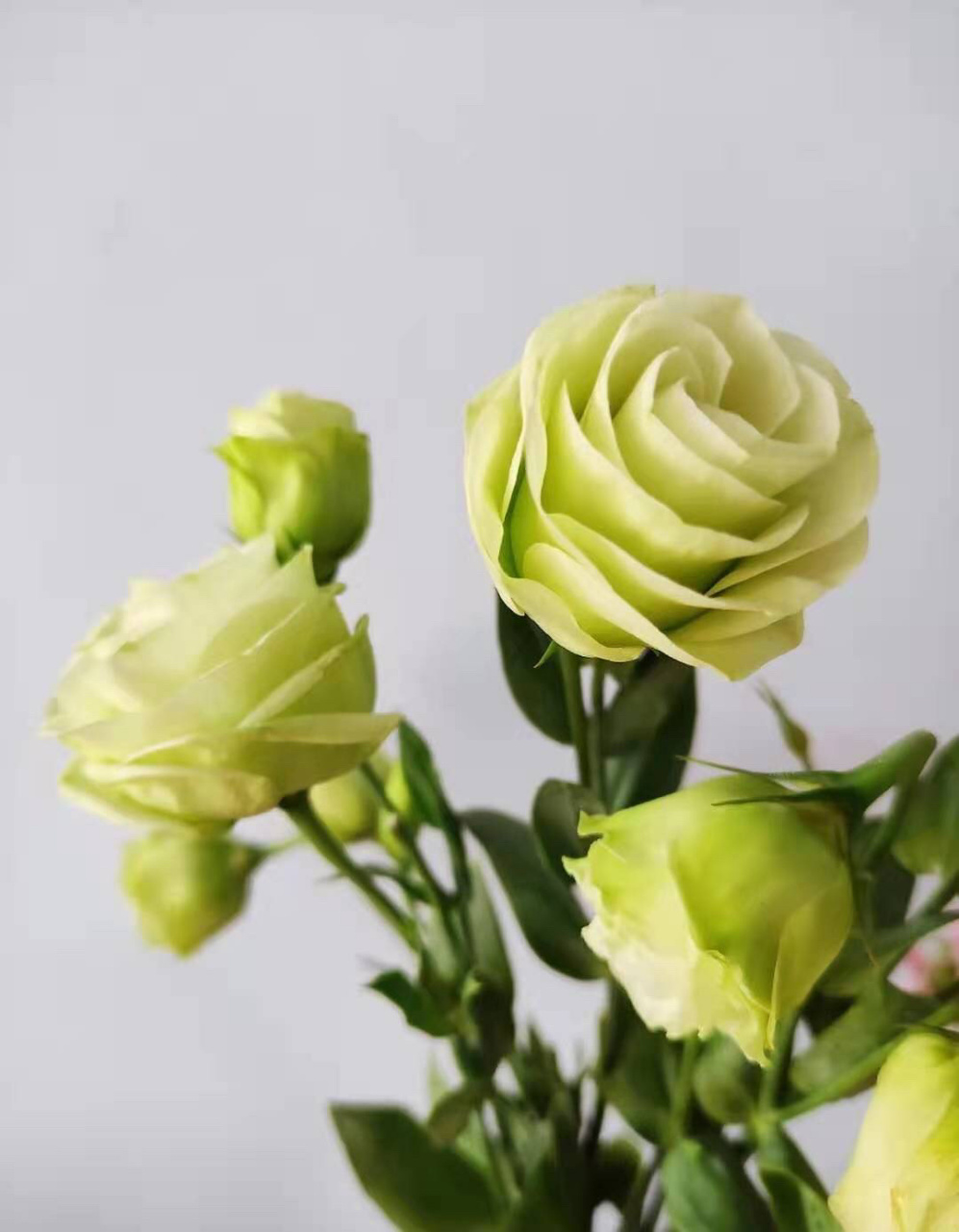 洋桔梗 /最常见鲜切花洋桔梗的植株养护 洋桔梗又叫草原龙胆,原生于