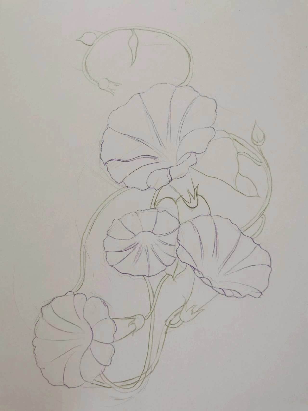 从素描到插画0基础 d100 牵牛花 彩铅步骤图