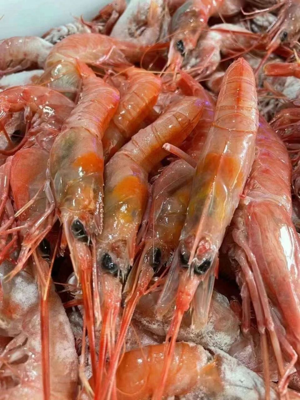 舟山野生红虾 红虾现在市场价高了许多 渔船一手货源储备充足,我们