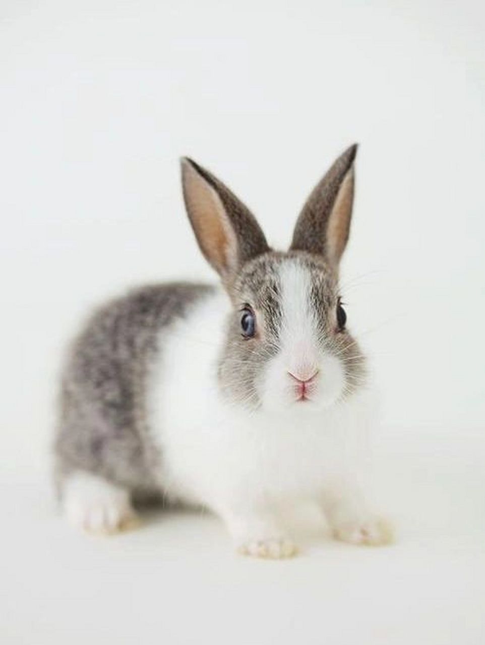 属兔人的性格 生肖兔的人性格温和,聪明伶俐,是个十分浪漫的人,举止