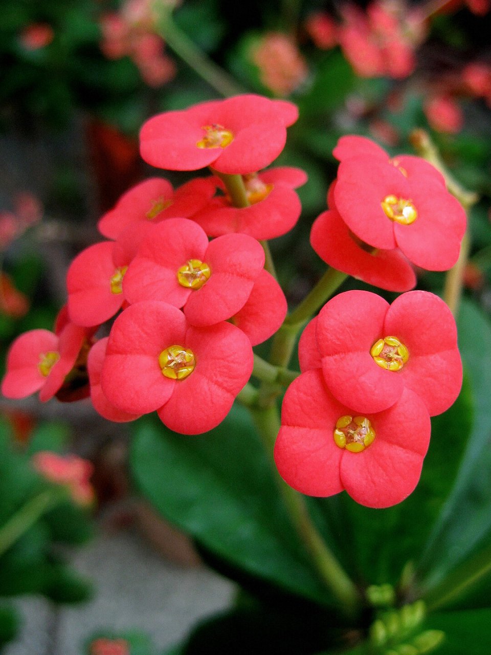 每天一种花草养护知识 | 铁海棠(虎刺梅) 名:铁海棠/euphorbia milii