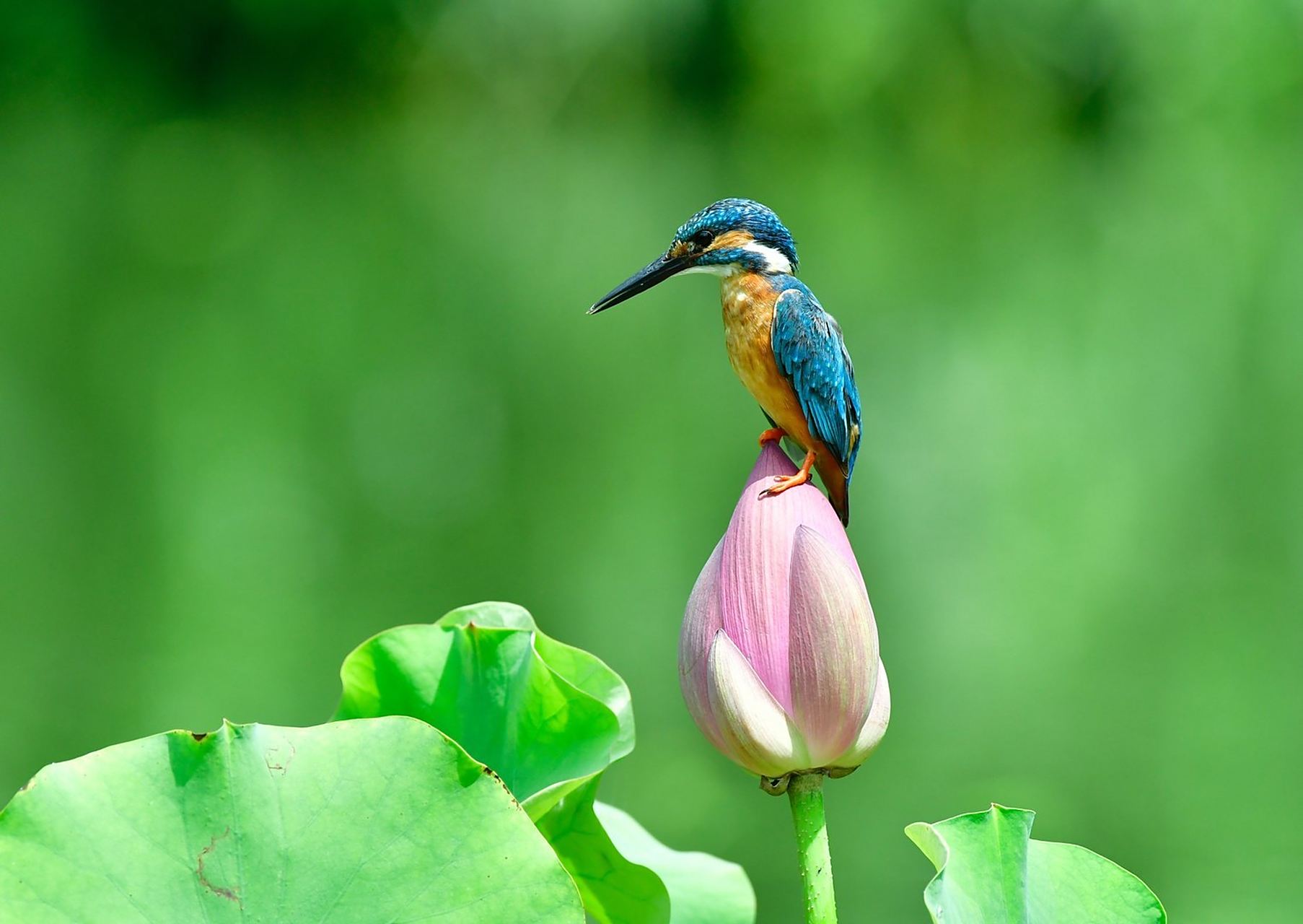 摄影师抓拍到翠鸟停留在荷花上,共享自然和谐!网友:它确实是懂审美的!