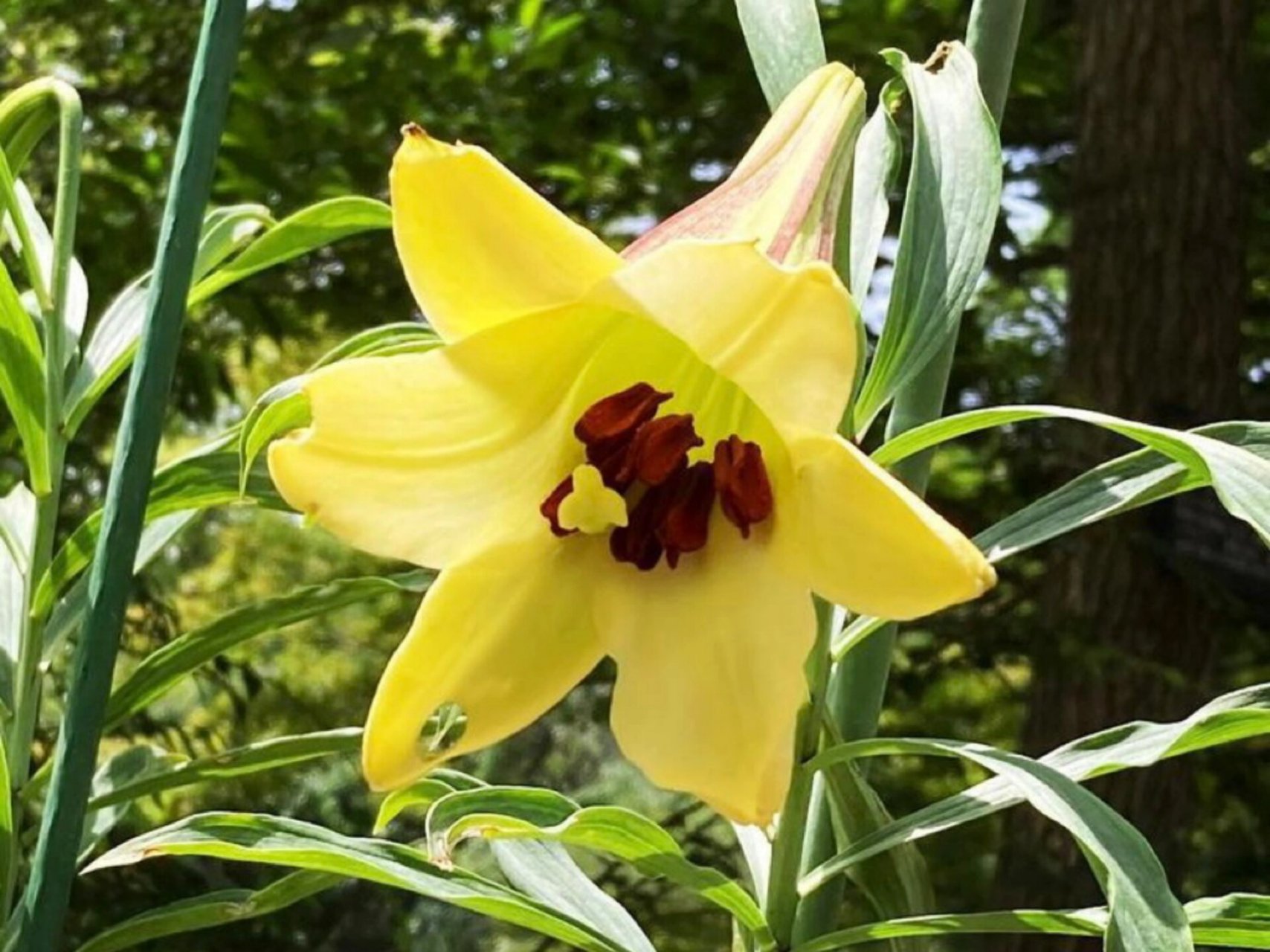 野百合-布朗百合(龙牙百合原种) lilium brownii,会转色的野百合,分布