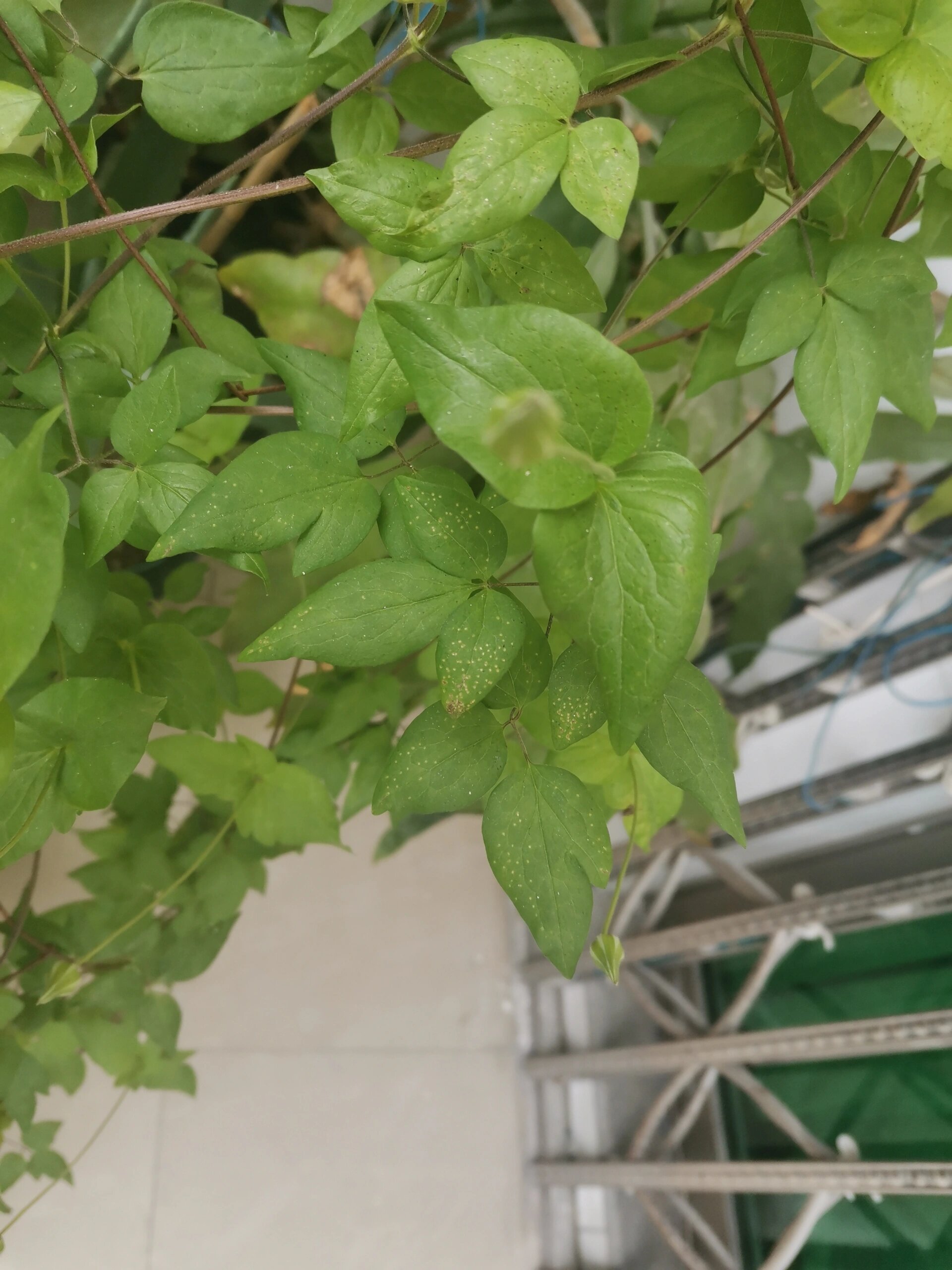 铁线莲叶片出问题了?有虫!咋办! 最近有叶喷低浓度磷酸二氢钾?