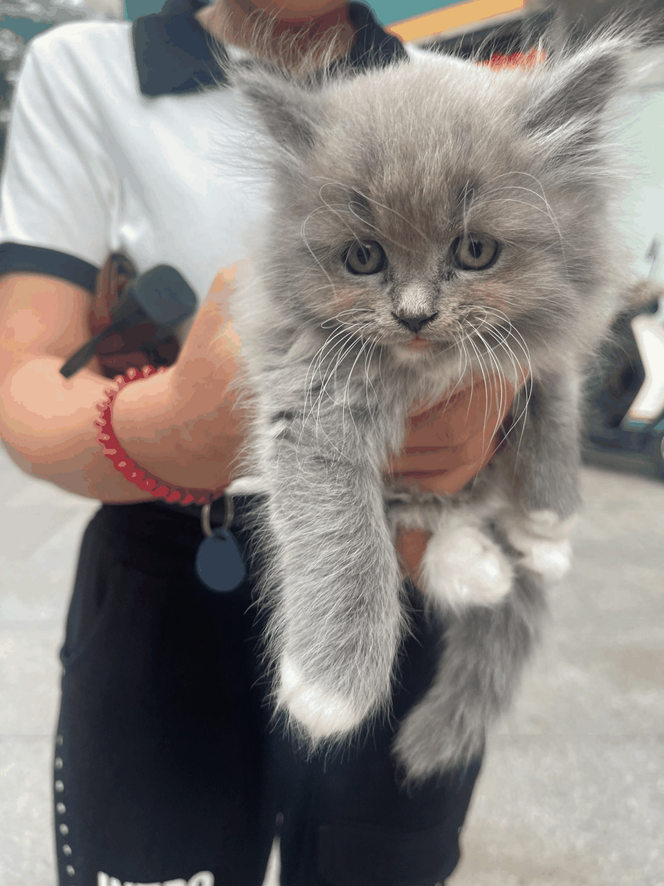 晒晒你家的宠物 在我们家,有一只名叫小灰灰的猫咪,它是一只蓝猫和