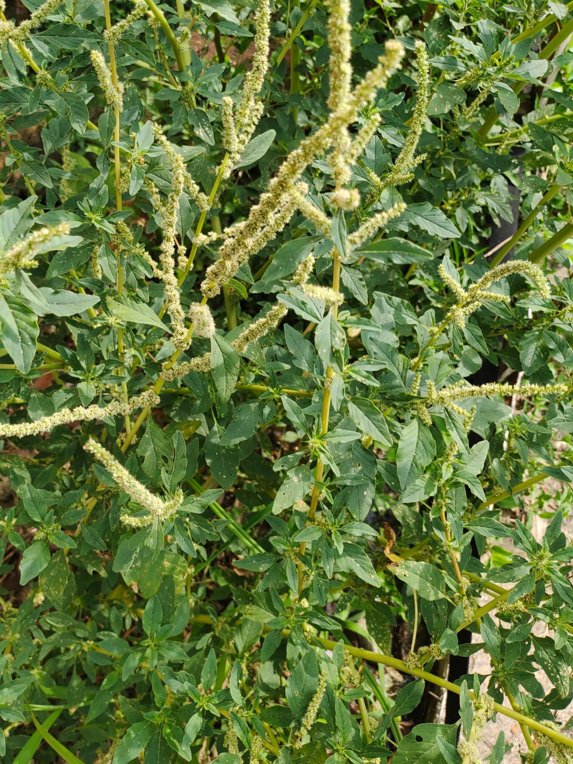 [18]每天认识一种植物—刺苋