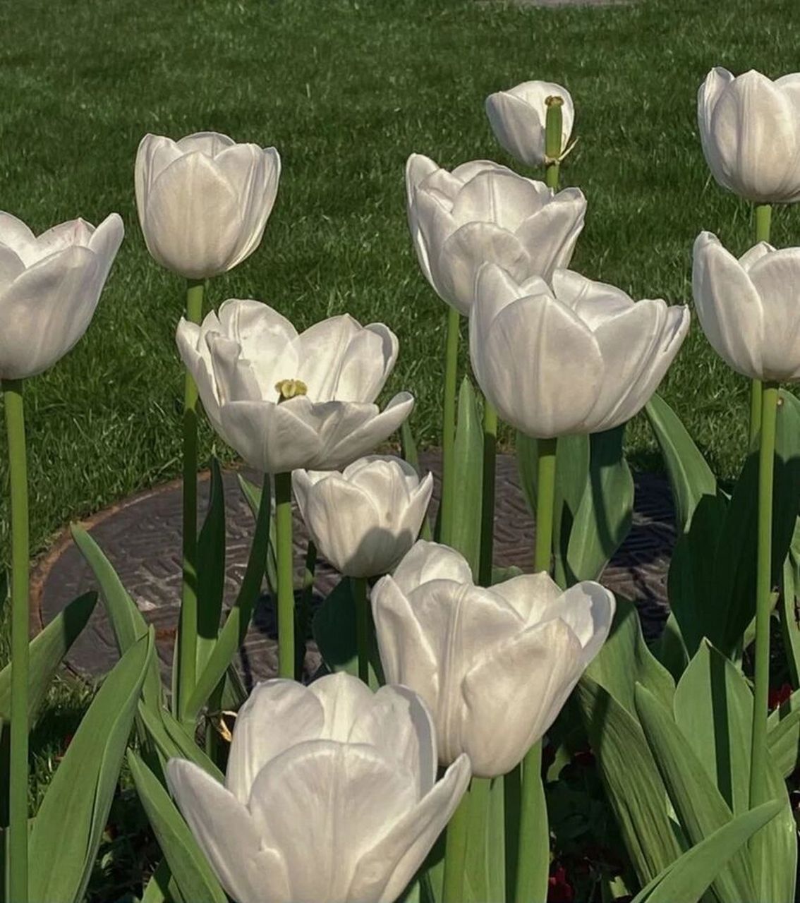 有关于花的浪漫qq微信背景图片郁金香玫瑰 花即使不被欣赏依然会长大