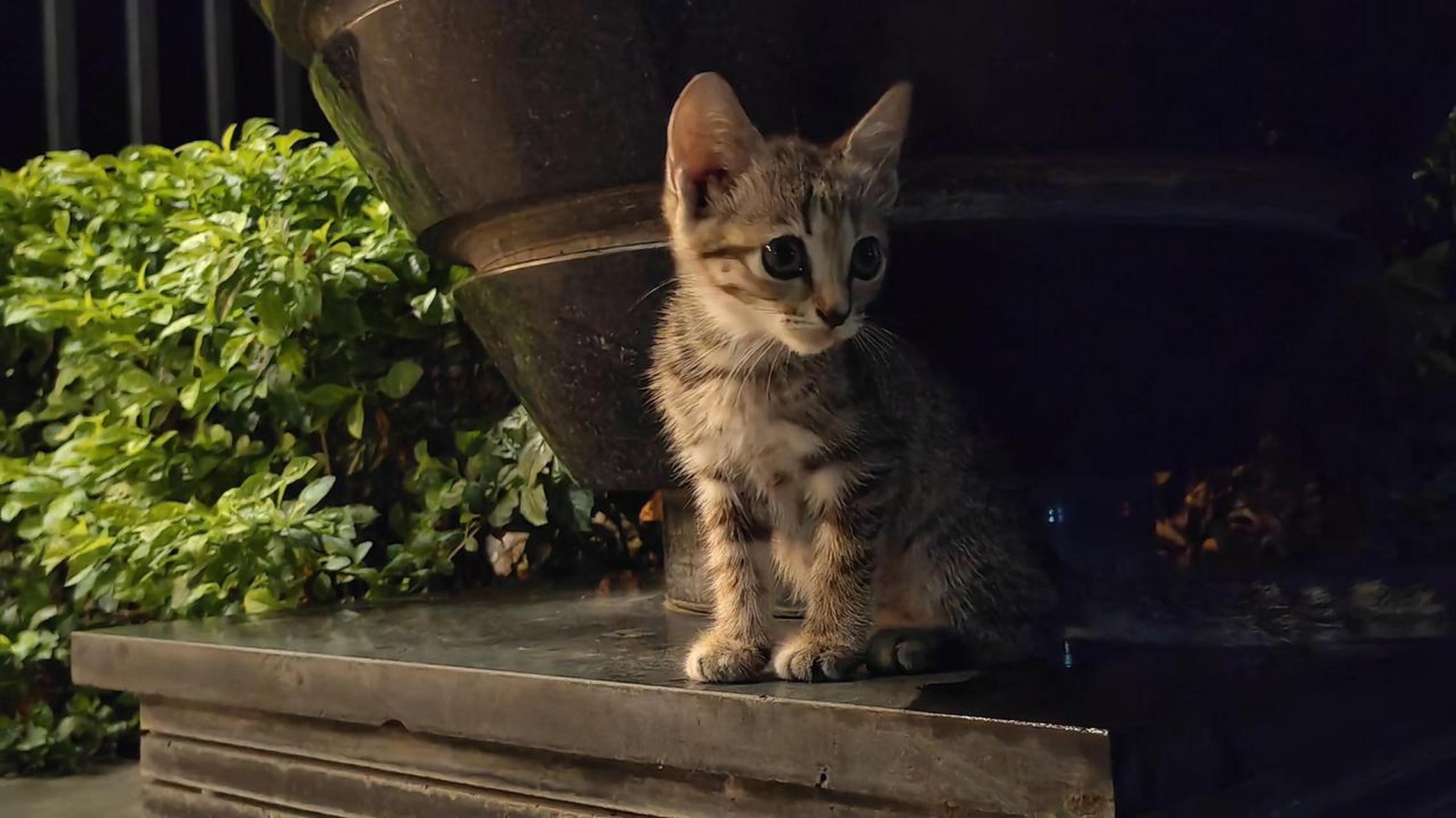 可爱的流浪猫