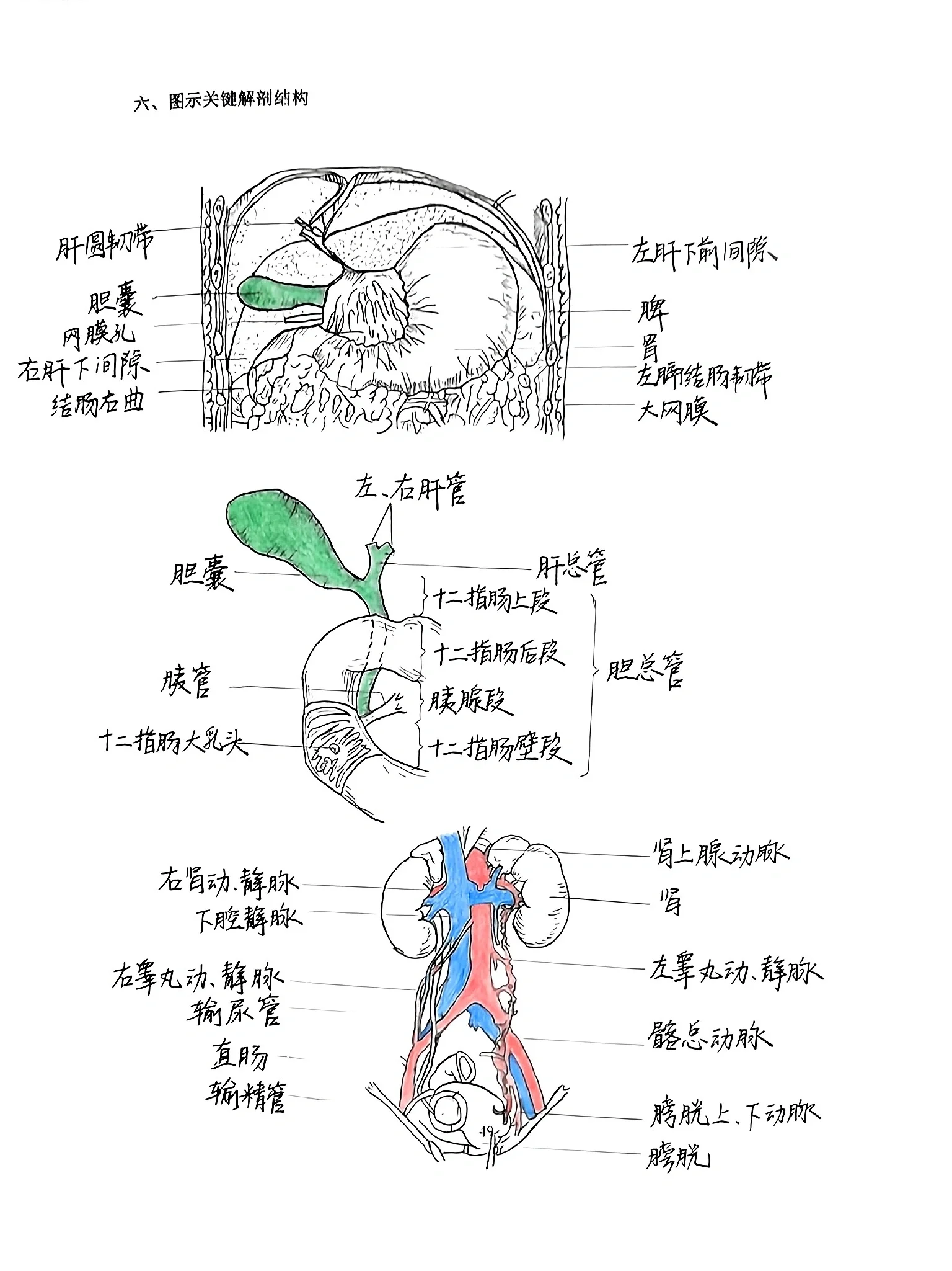 局部解剖学实验报告61腹部61肝61胃61肾 肝/胃/肾 关键解剖