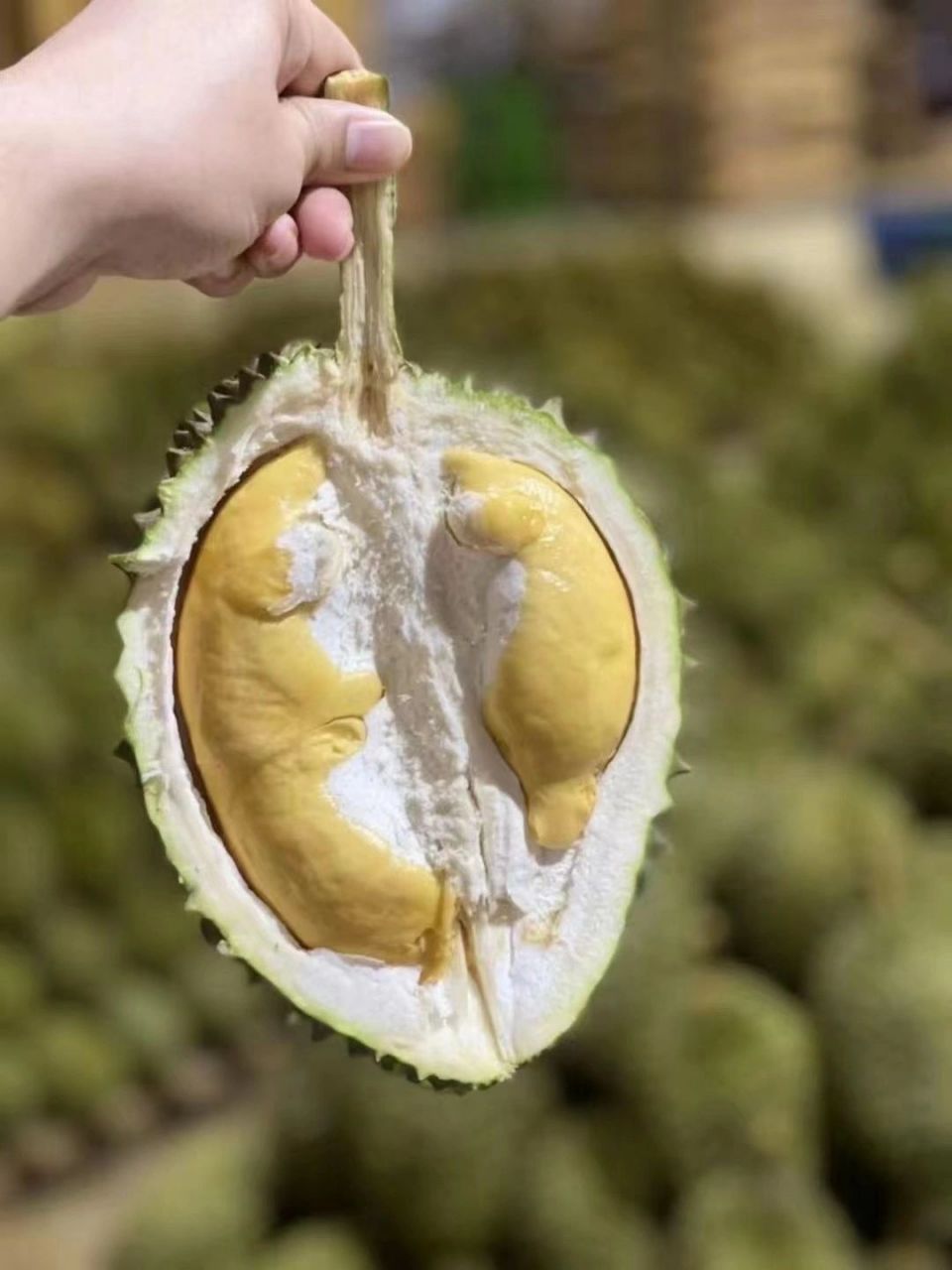 泰国长柄干尧榴莲反馈小果也那么圆附链接 干尧:又叫长柄干尧榴莲,得