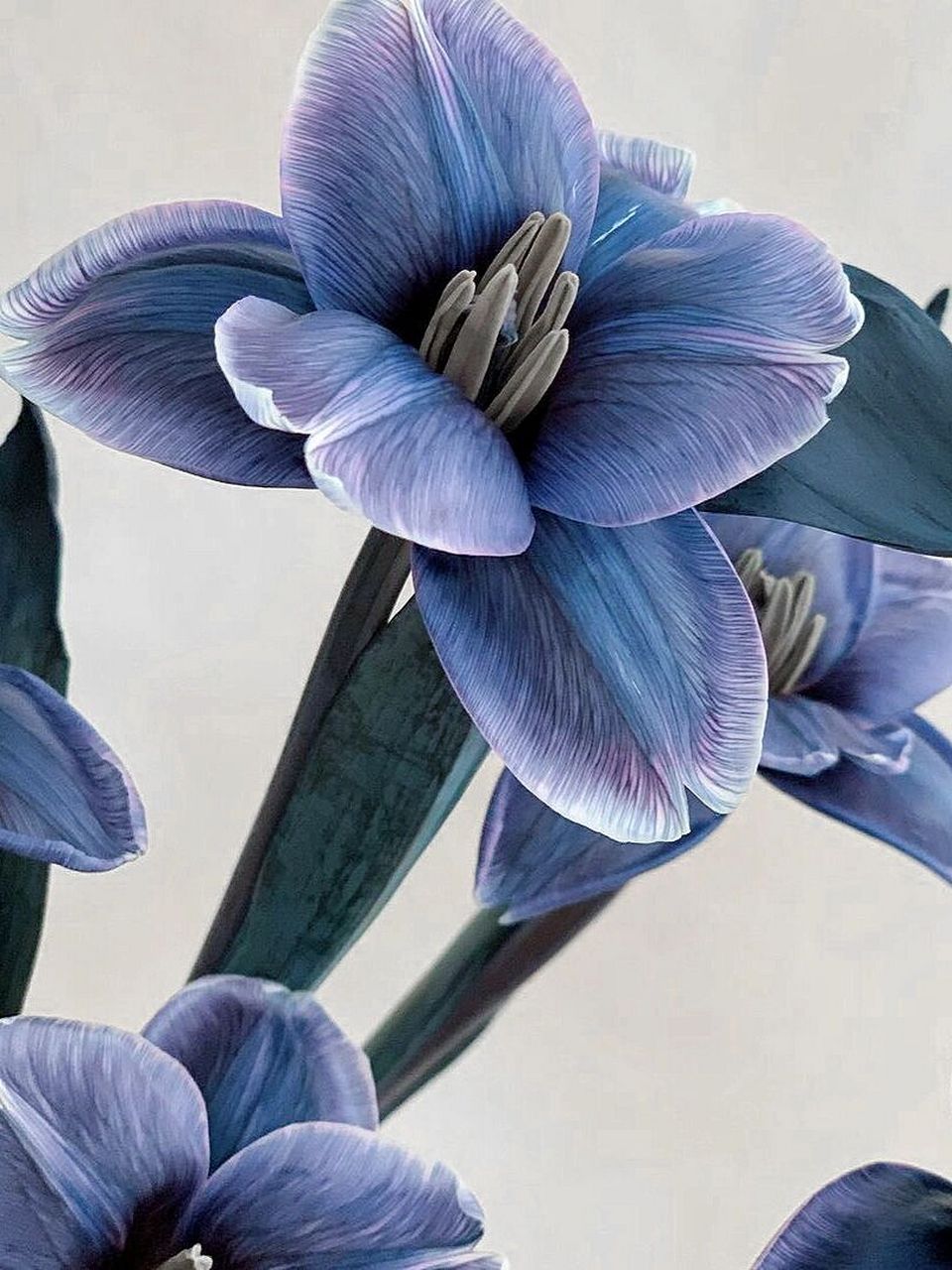 带你每天认识一种花材200|蓝郁金香 9309花材:吸色郁金香 93