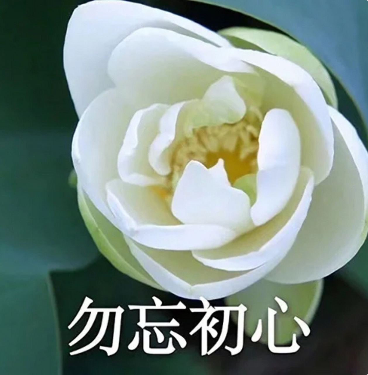 老年人荷花女头,你值得拥有～ 用四字成语作网名显得我很聪明(不是)