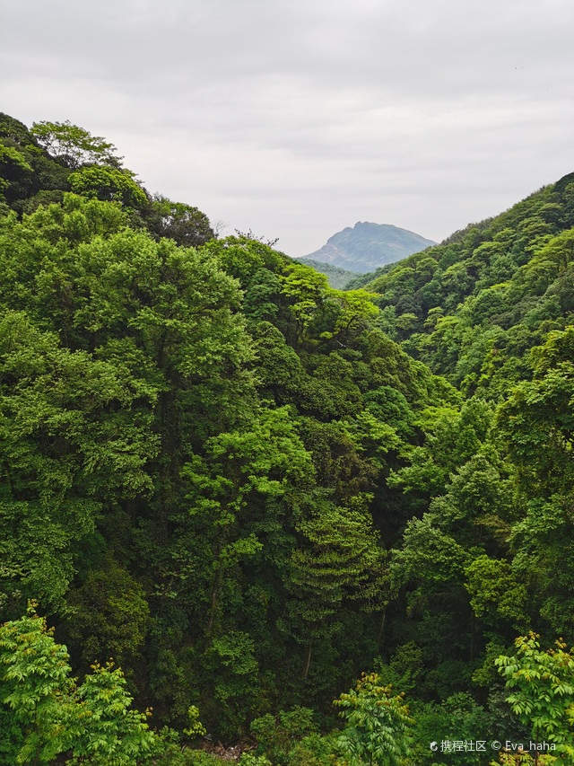 湖北省咸宁市大幕山森林公园的映山红漫山遍野