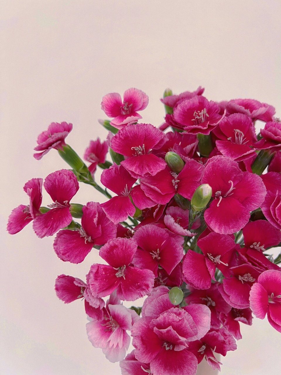 精灵康乃馨(迪西娑罗蜜儿) 海盛迪西娑罗蜜儿 蝴蝶小精灵 花花from云