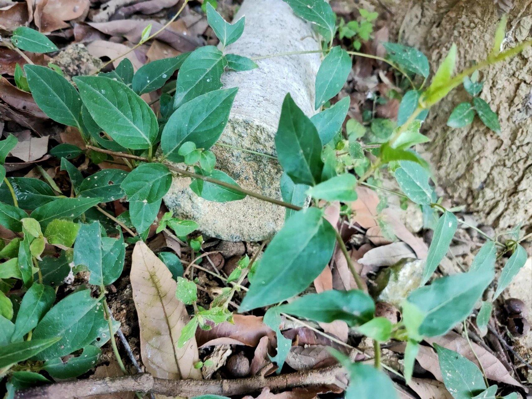 乡村臭屁藤,一股臭屁味