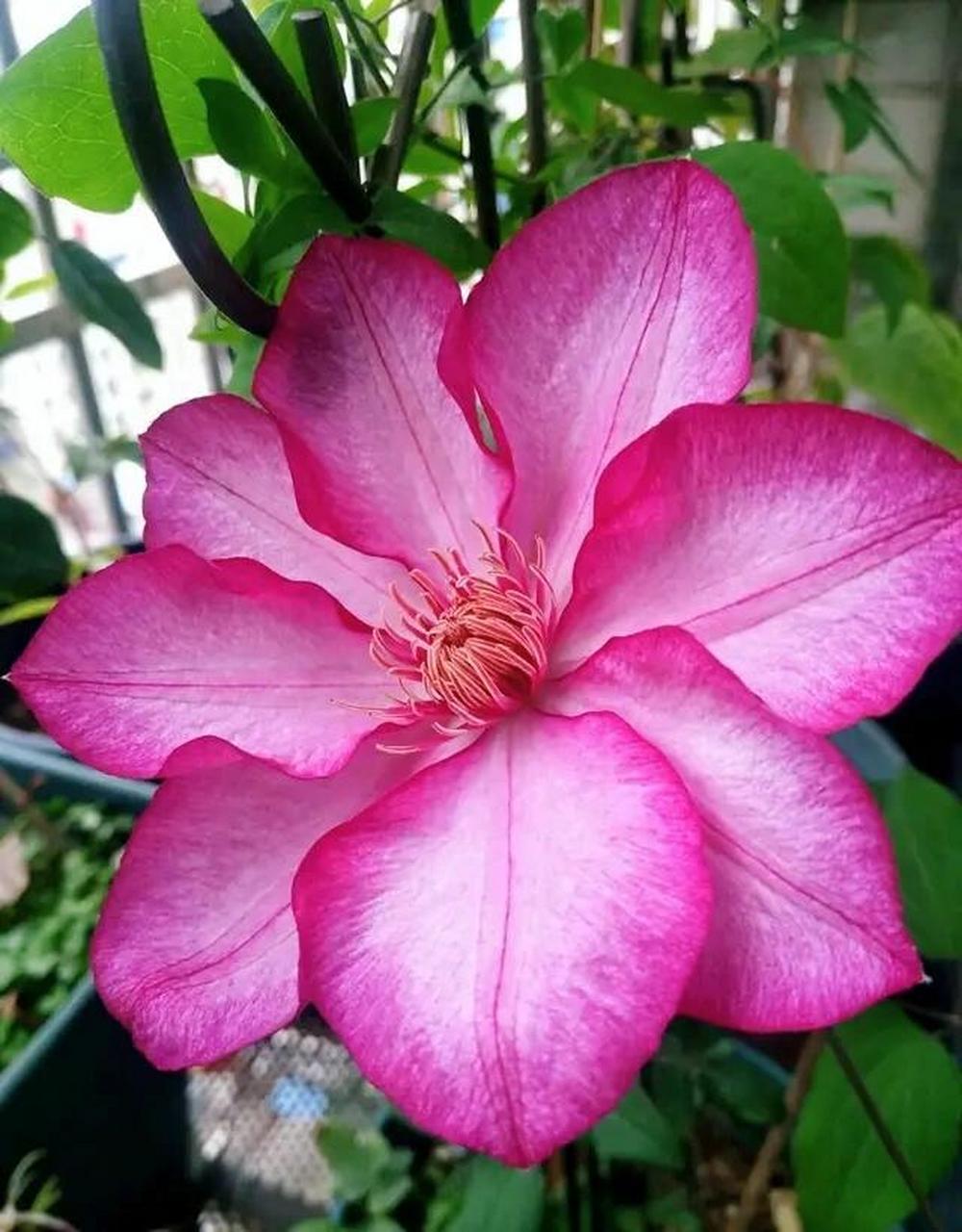 又美又仙又玲珑丰花的"解放"铁线莲 "解放",也叫"自由.