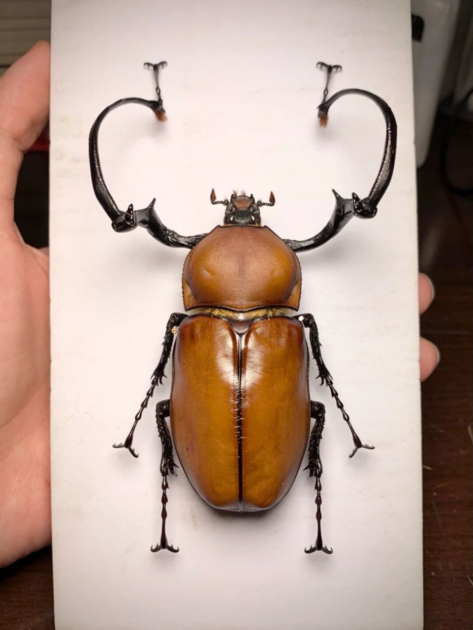 茶色长臂金龟 euchirus longimanus 茶色长臂金龟,成虫长体50-86mm