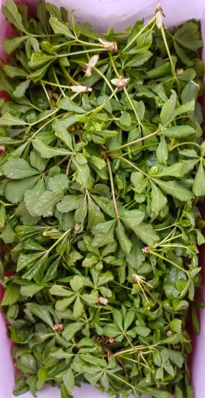 周末探寻到了山野菜刺五加,也叫五叶菜,回到家就是一顿美餐